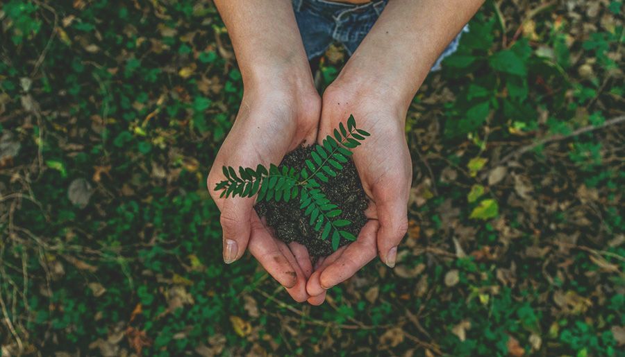 Person holding plant and dirt