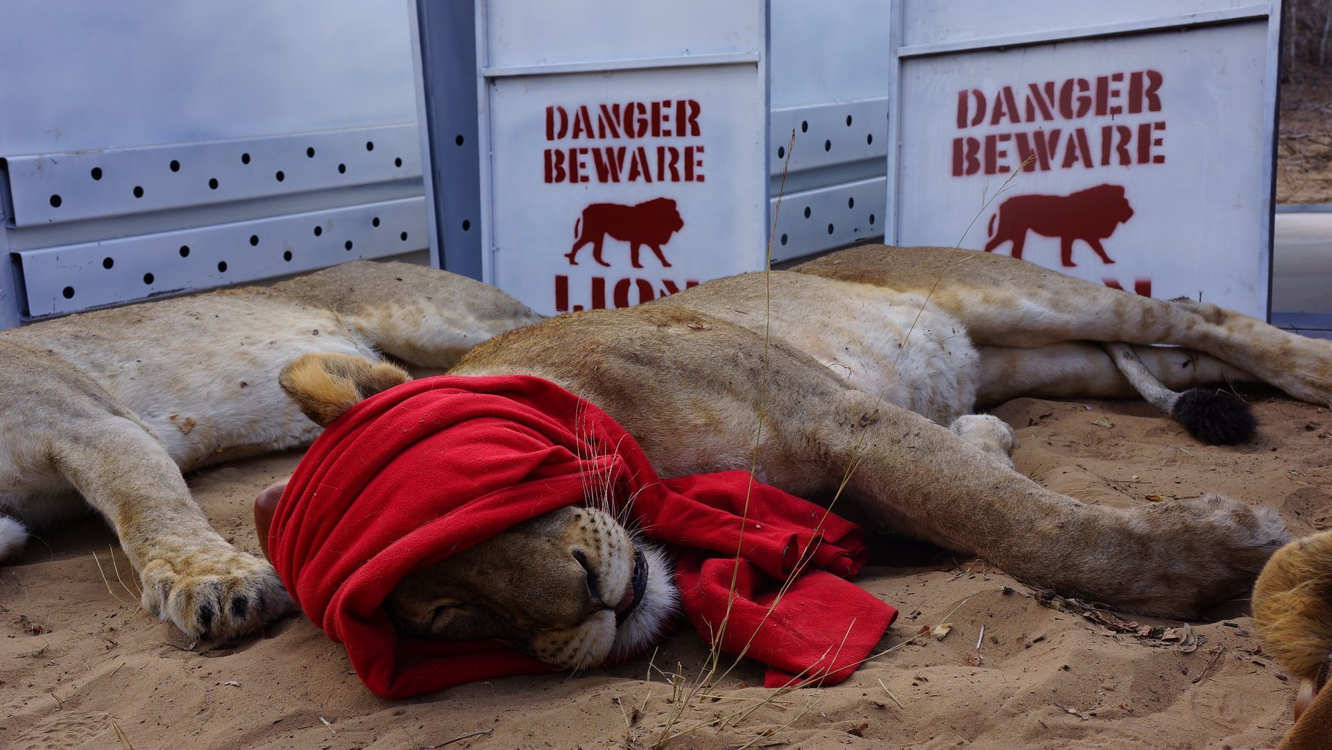Akagera National Park lion reintroduction 2015 — sedated lionesses in transport crates arriving from South Africa to end local extinction in Rwanda