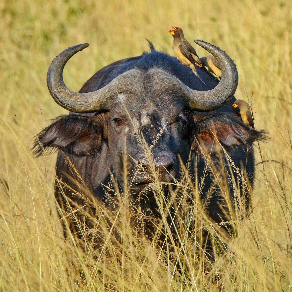Cape buffalo bull with yellow-billed oxpeckers feeding in tall savannah grass Akagera National Park Rwanda
