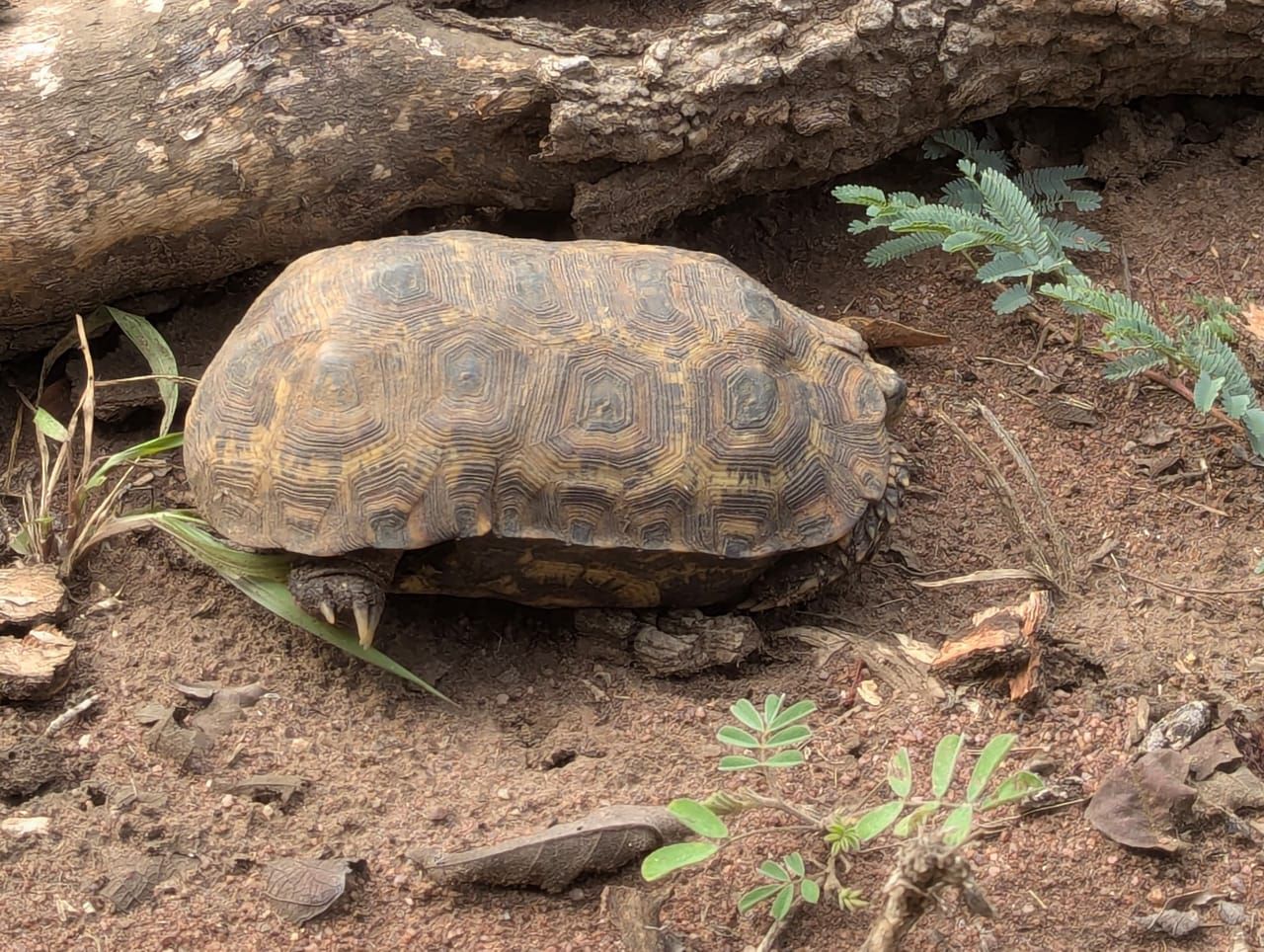 Leopard tortoise sheltering beneath a fallen log in Akagera