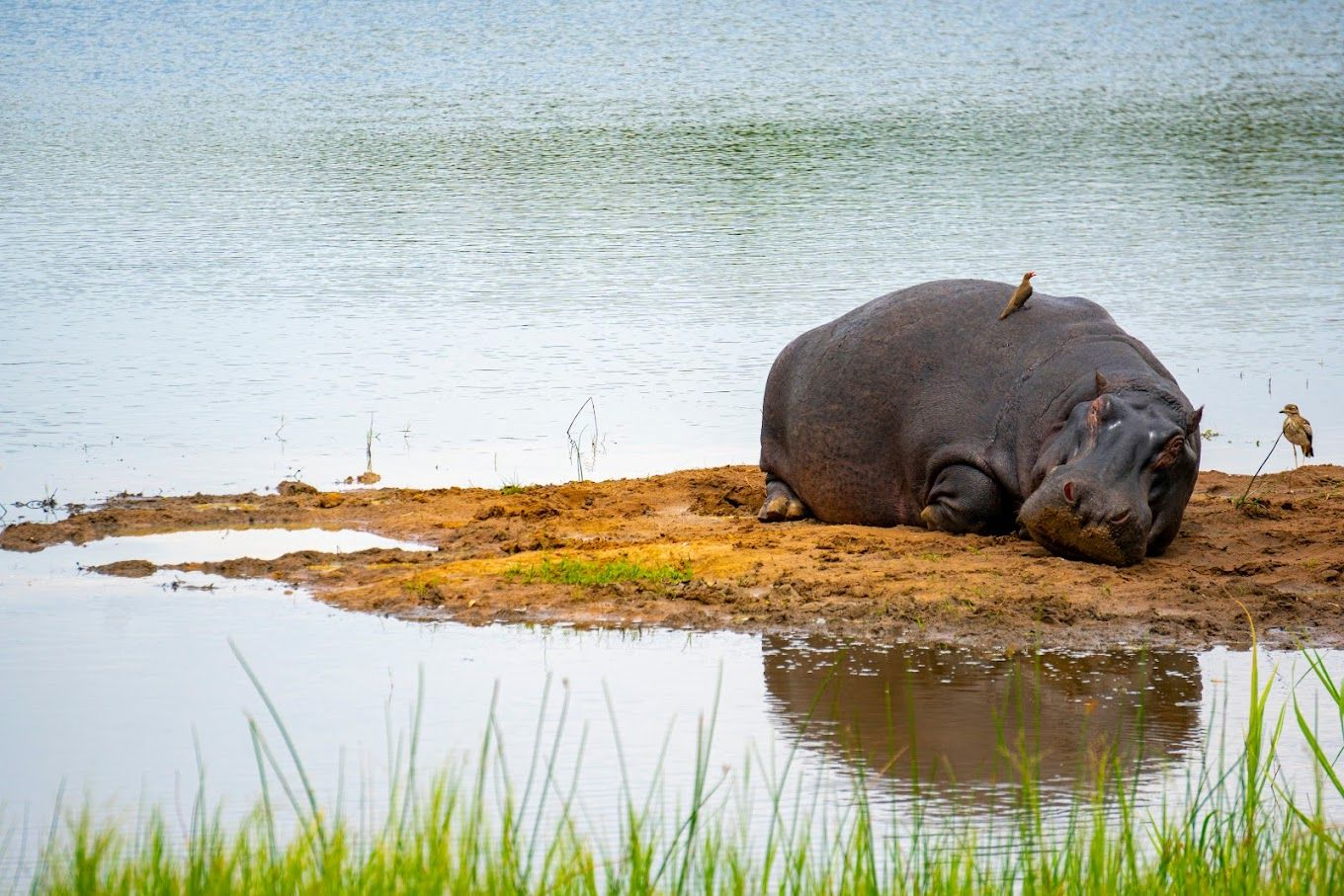 hipo sunbathing on a patch of sand on the shores of lake item