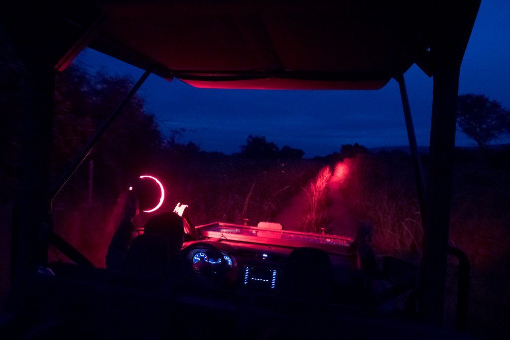 View from inside an open-top safari vehicle at night, red-lit dashboard in the foreground, guide's spotlight illuminating tall grass against a deep blue twilight sky.