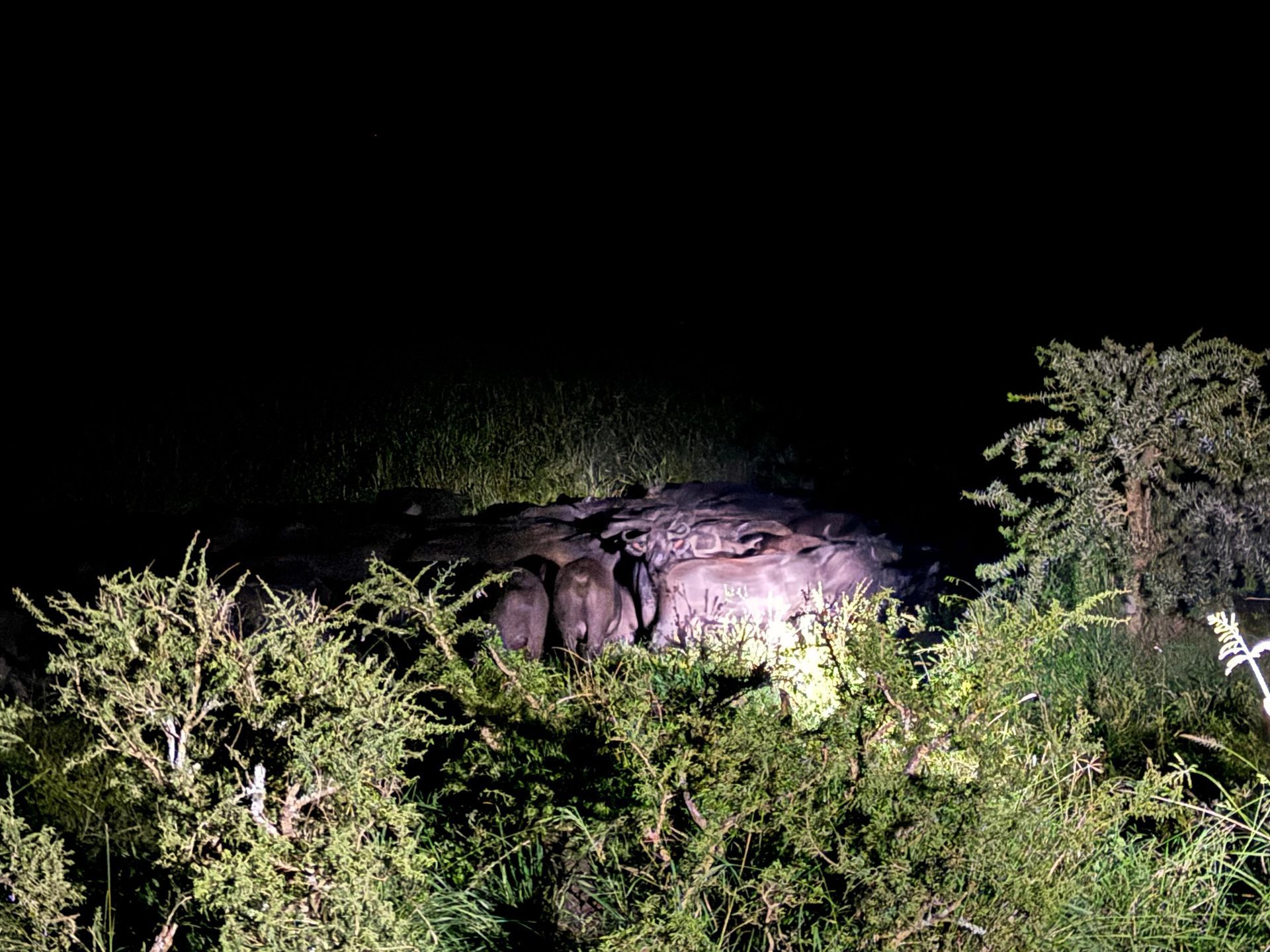  spotlight on buffaloes at night in akagera during a safari