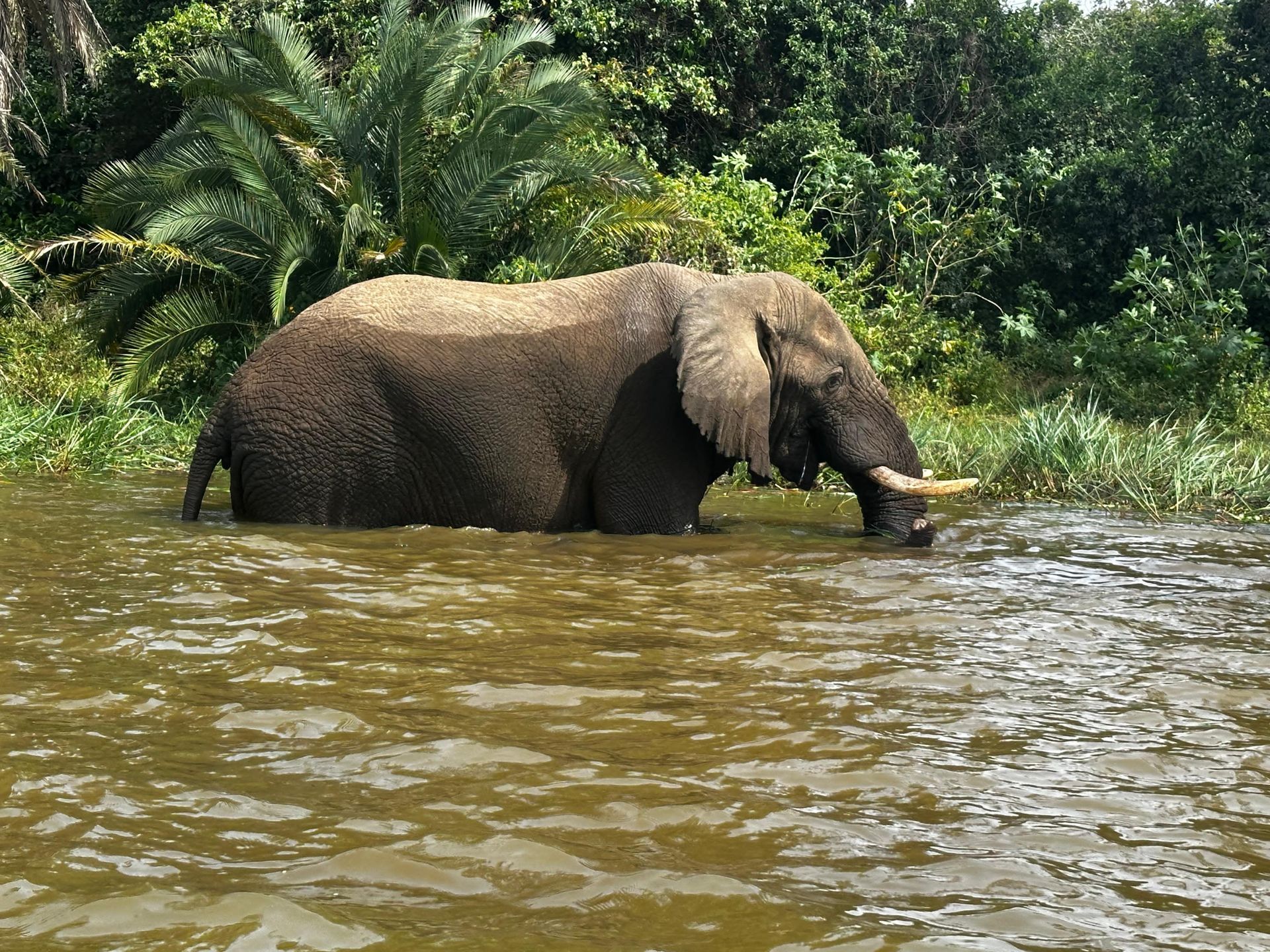 Two elephants standing together in the water, one drinking
