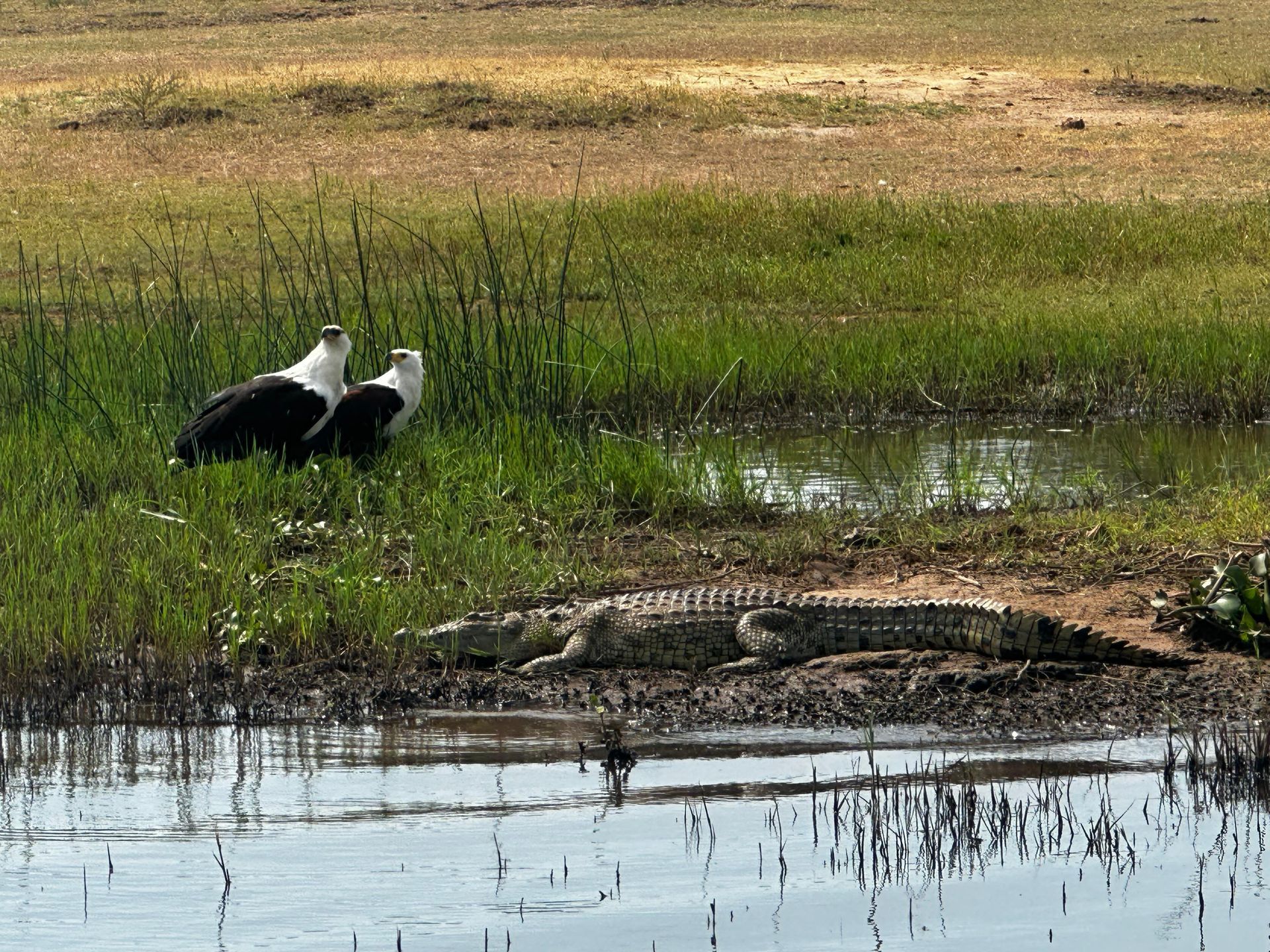 Two African fish eagles perched on the grassy shore beside a basking Nile crocodile at the water's edge.