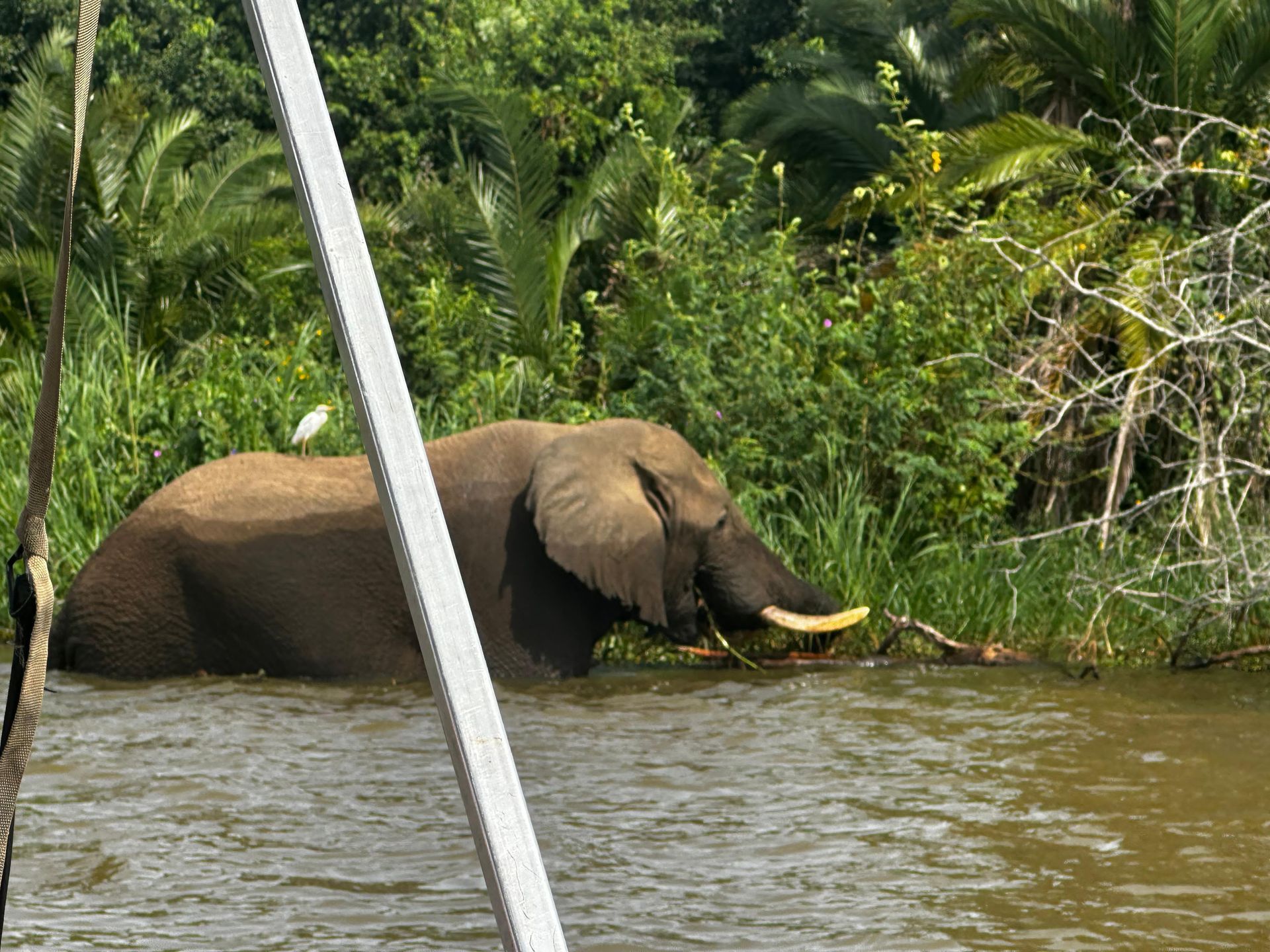 An elephant feeding on vegetation at the water's edge