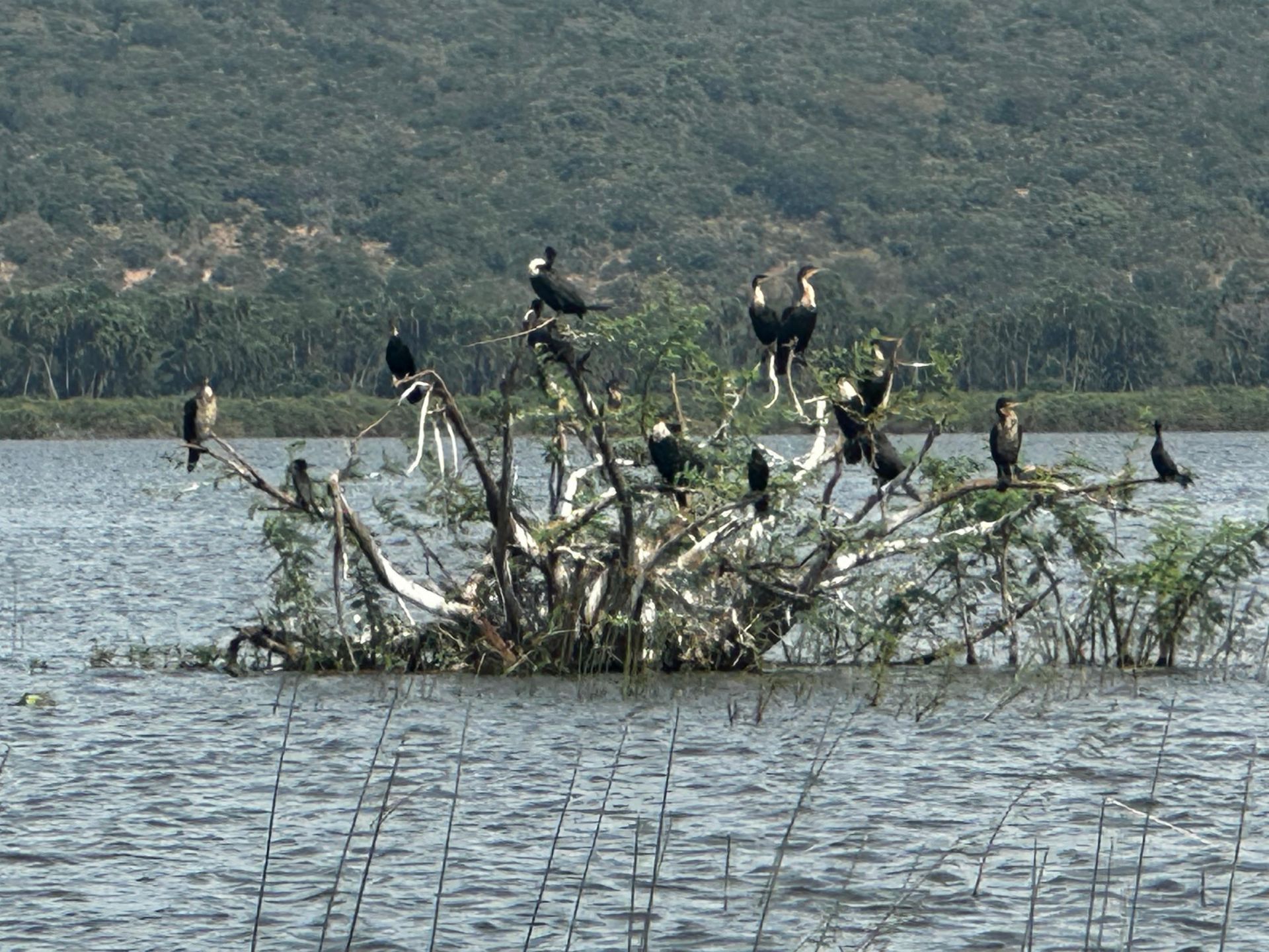 A flock of cormorants and fish eagles perched on a dead tree in the lake
