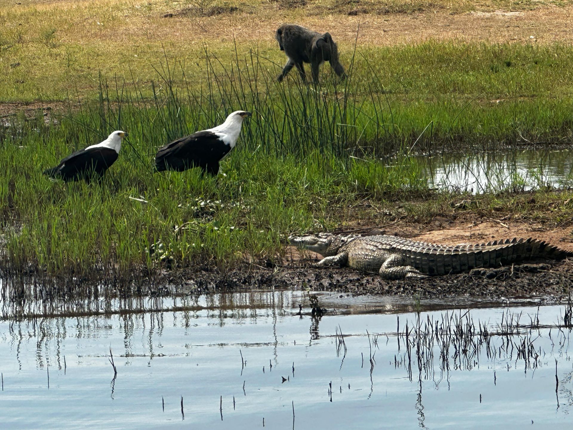 A baboon, fish eagle, and Nile crocodile sharing the lakeshore