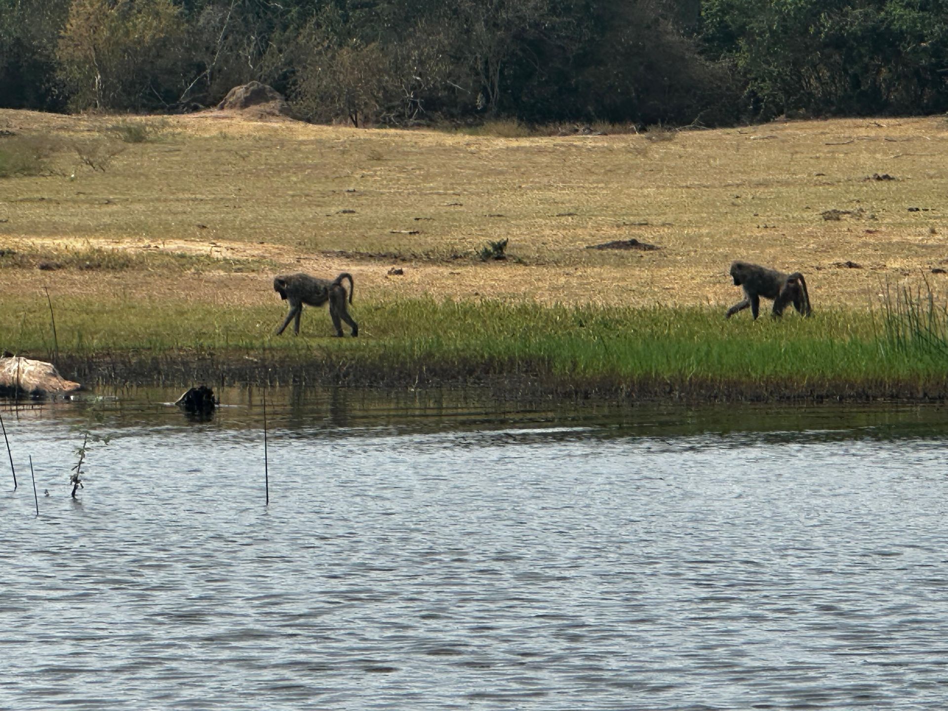 Baboons walking along the grassy shoreline of Lake Ihema