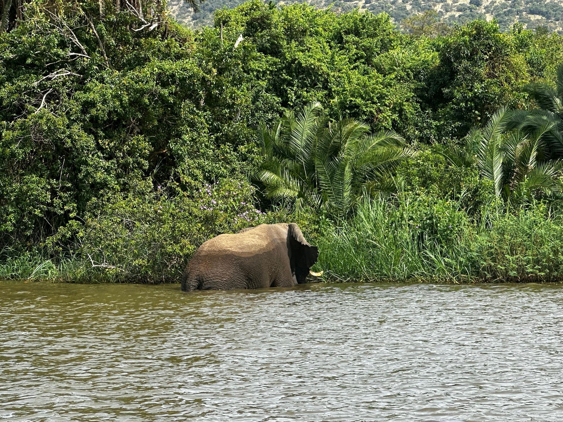 An elephant partially submerged while feeding in the lake