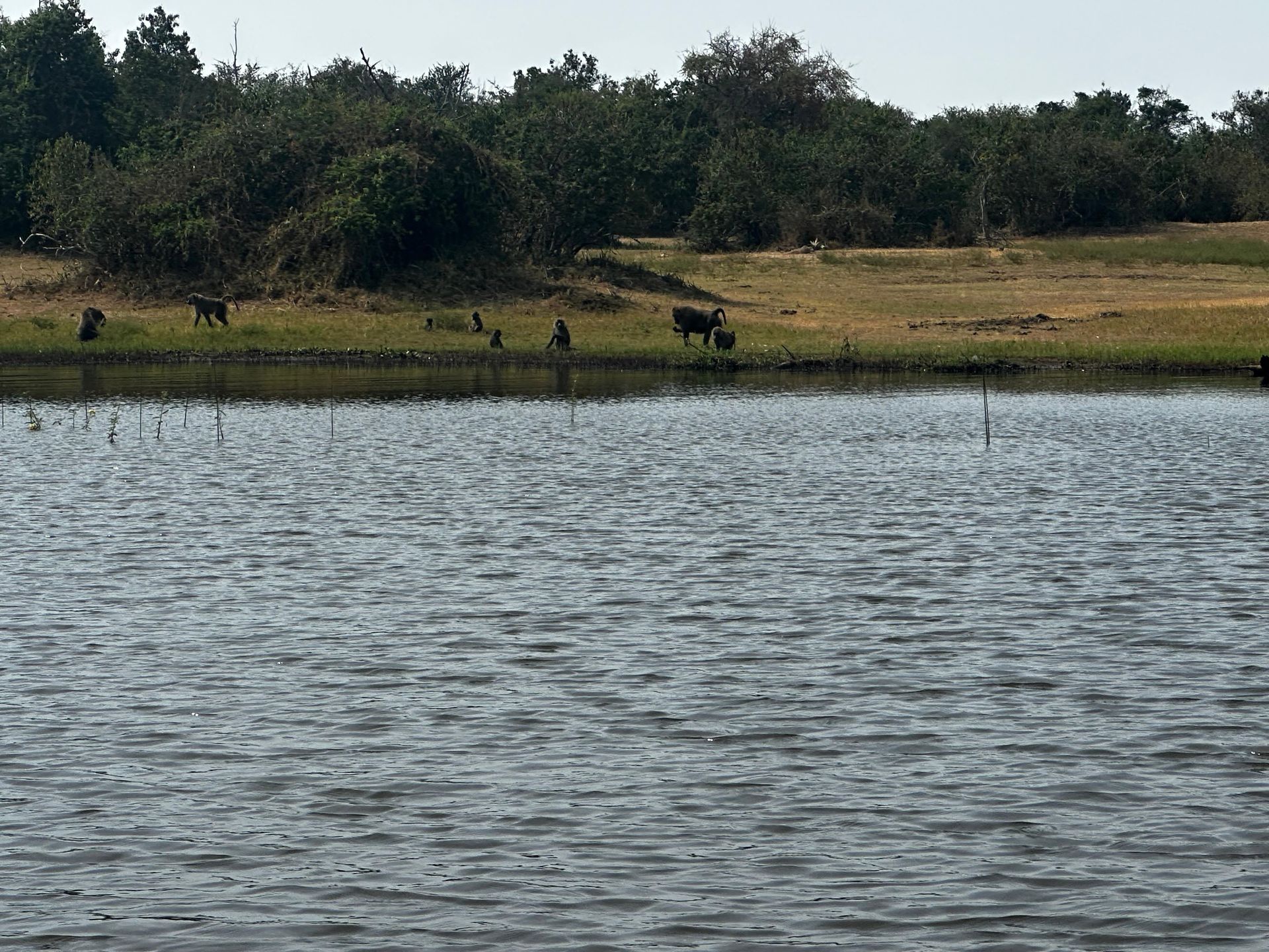 Baboons grazing at the water's edge with dense bush behind them