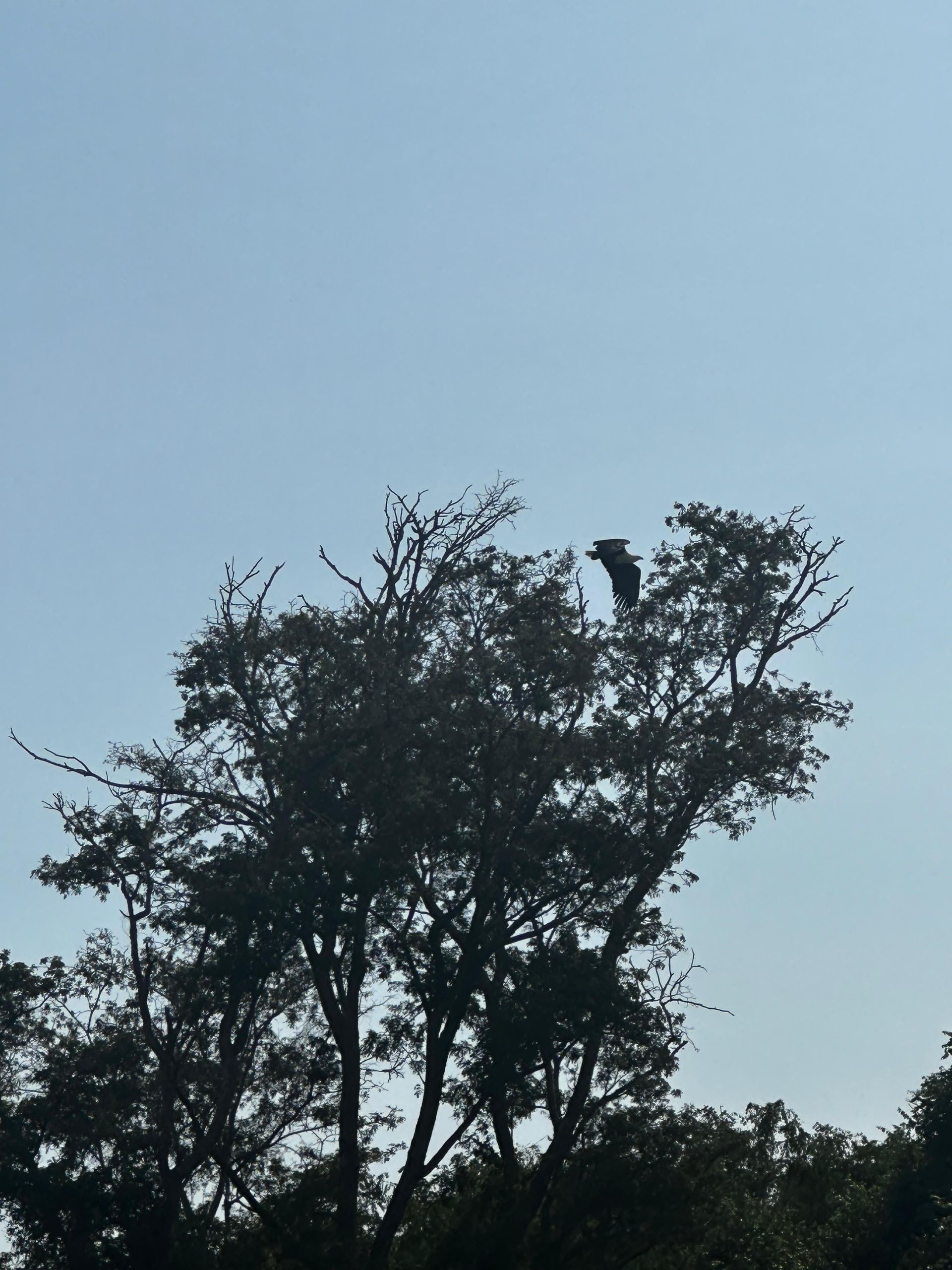 A fish eagle perched in a tree overlooking the bush