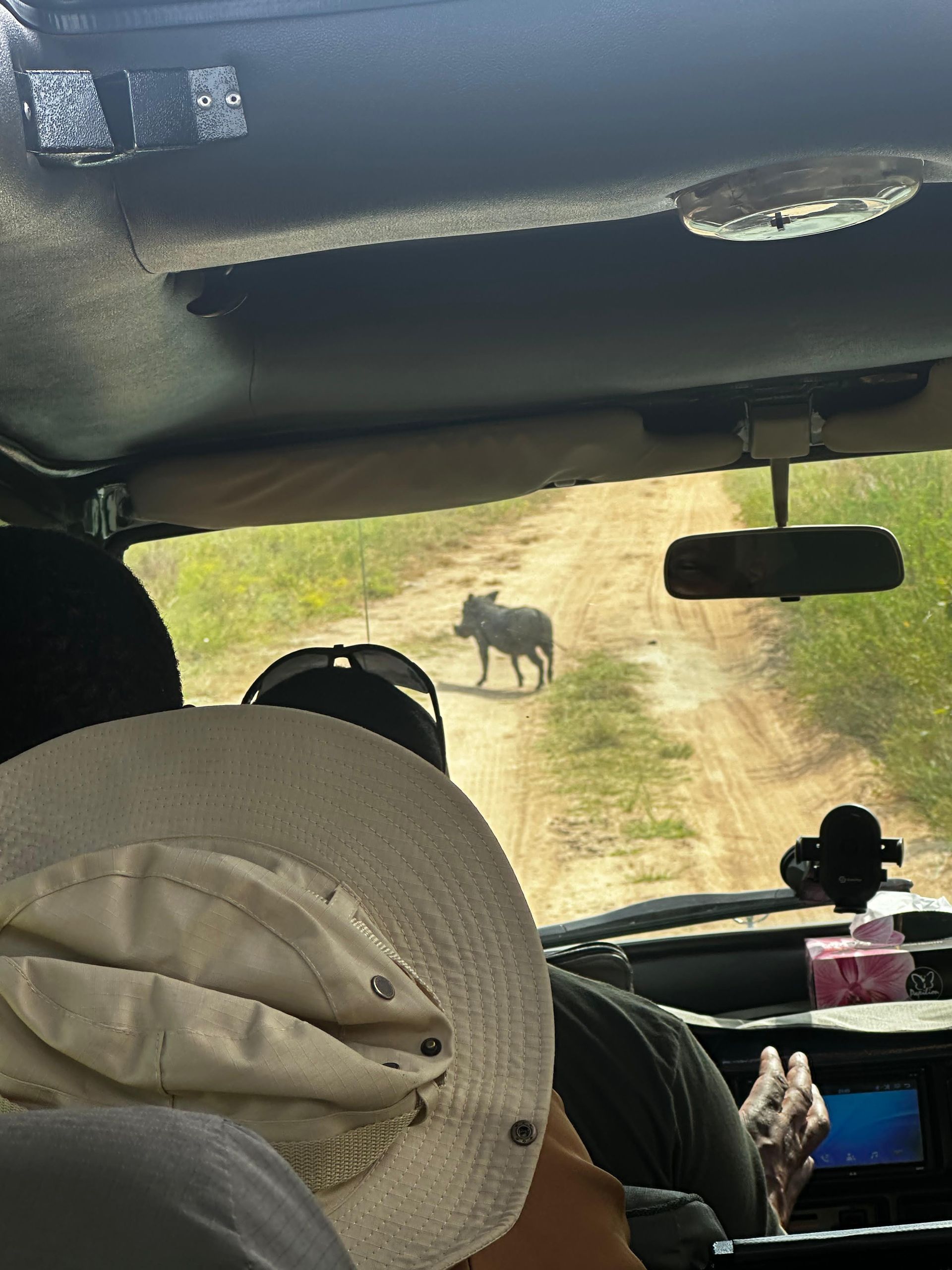 A warthog crossing the dirt track ahead of the safari vehicle