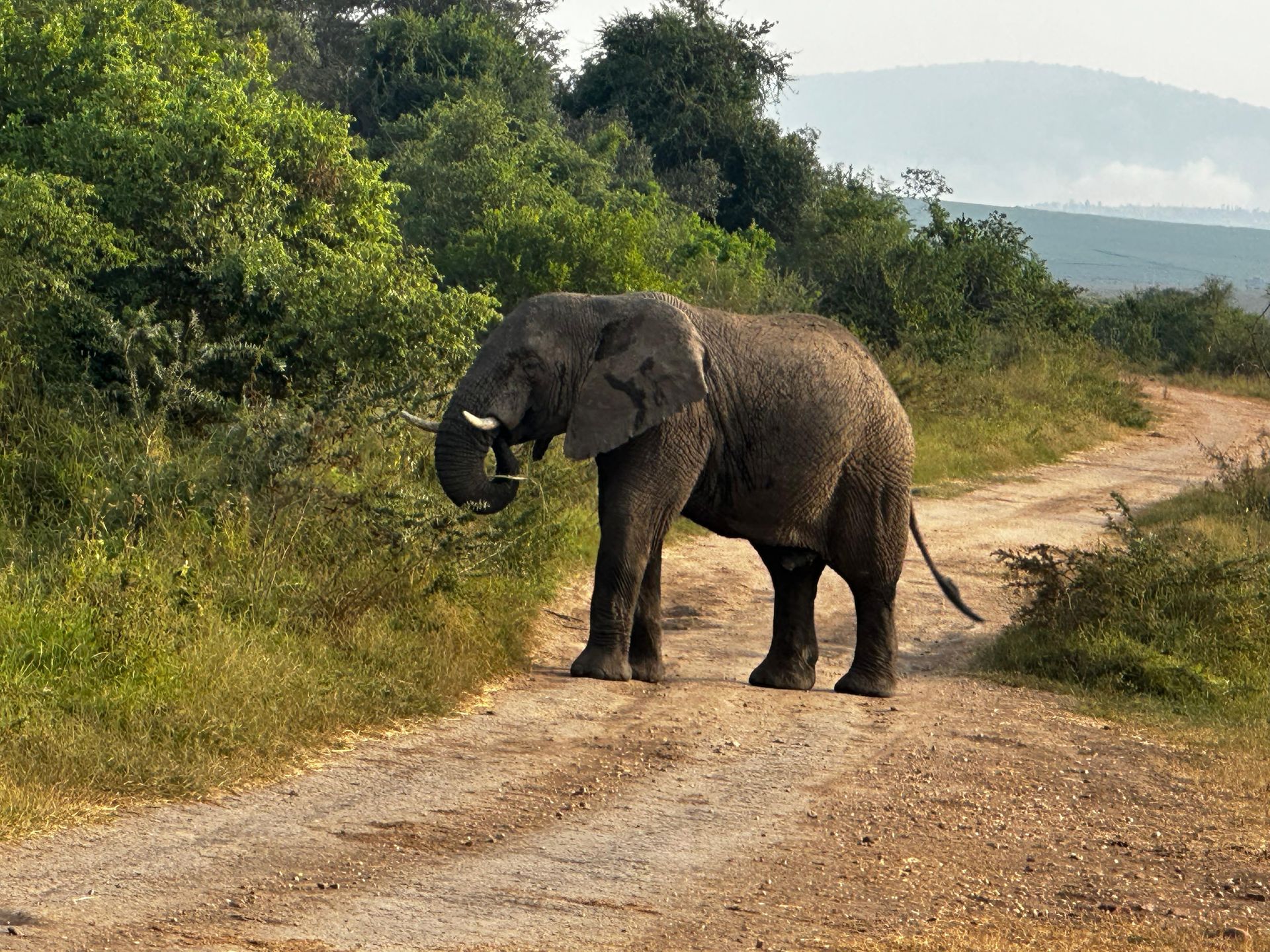 A solitary elephant grazing near the road close to the park reception