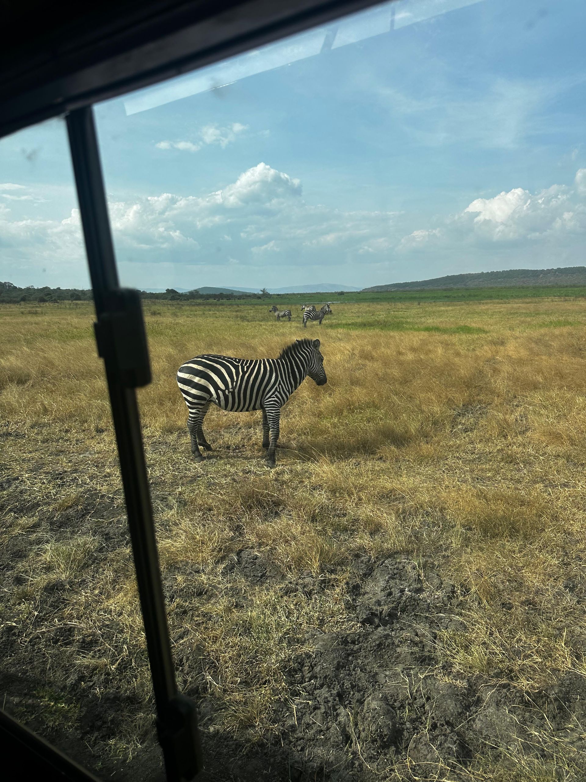 A lone zebra standing in an open grassy plain