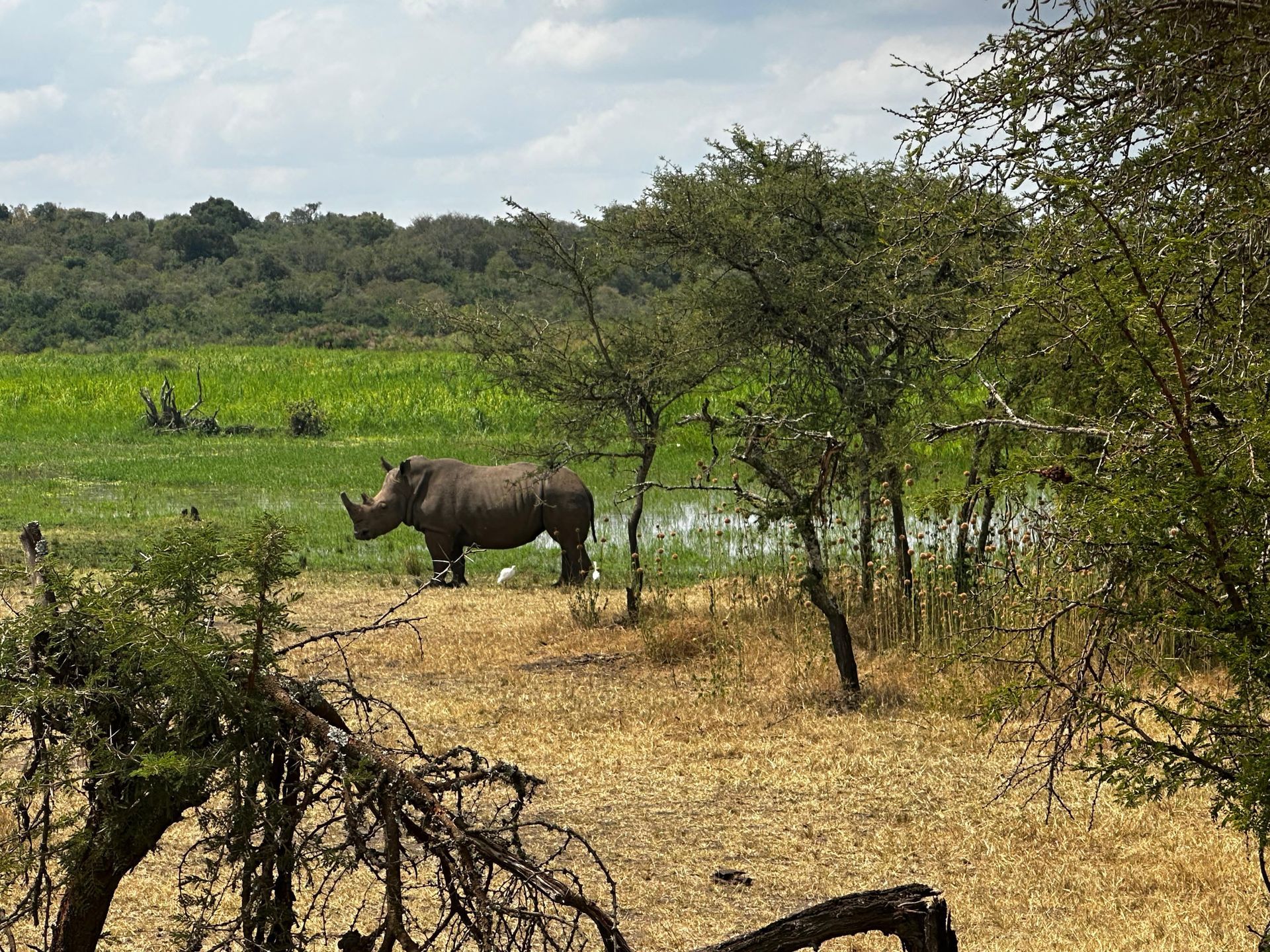 A white rhino standing near a tree beside the water