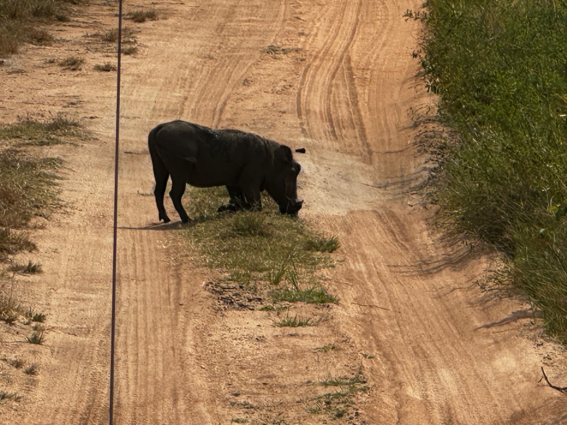 A worthog burrowing a hole right on the safari track