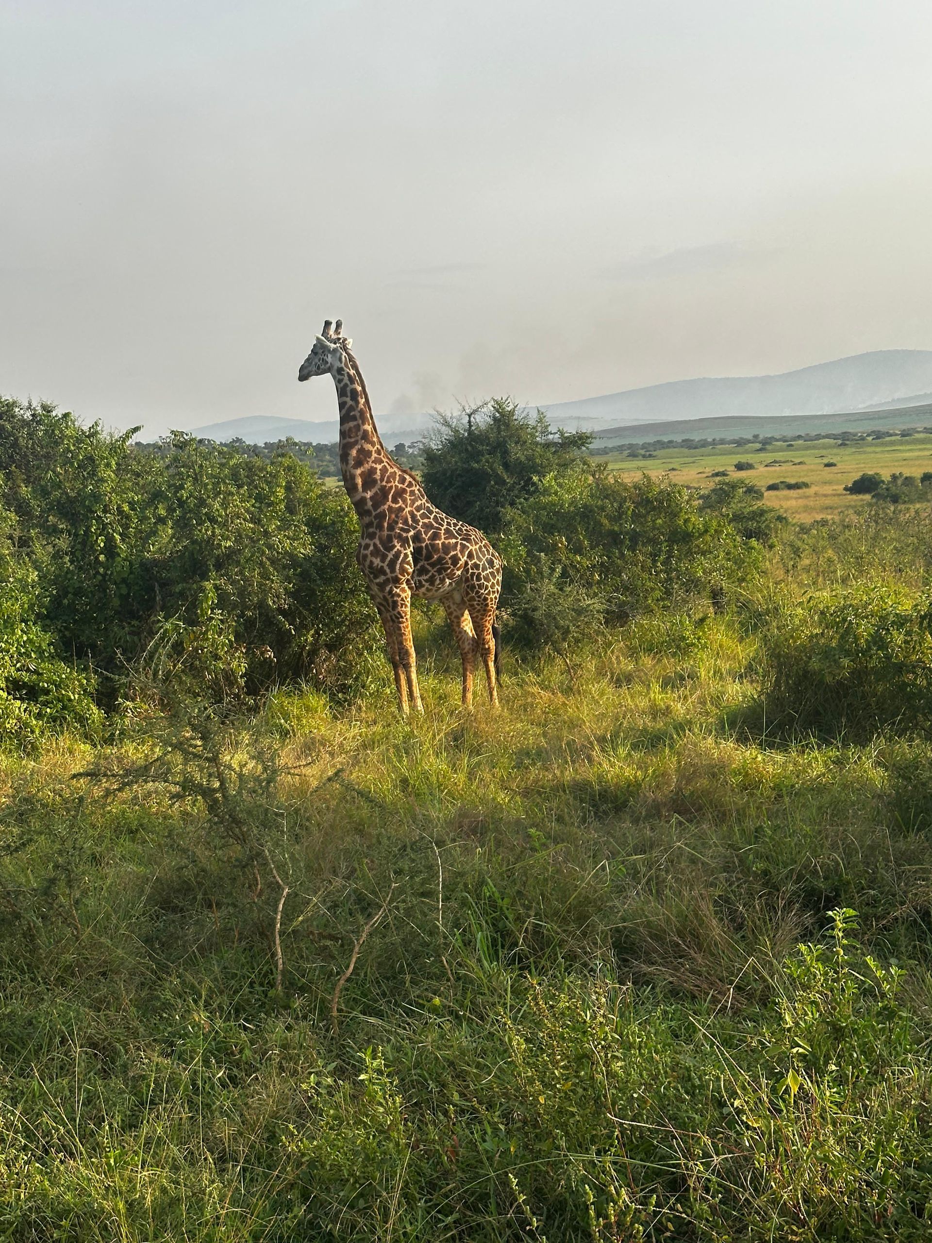 A giraffe standing on a grassy hillside above the bush