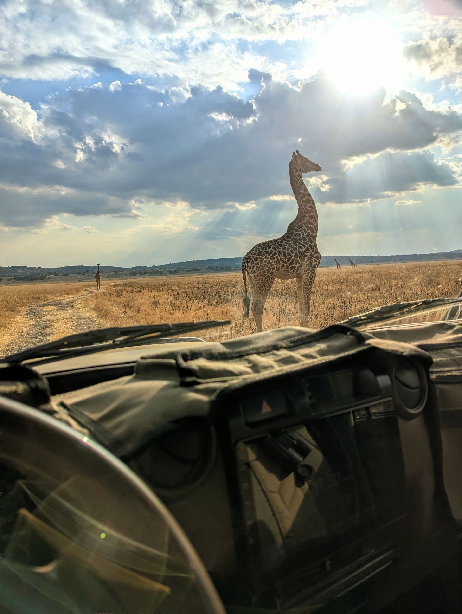 A giraffe standing on open grassland under a dramatic sky, viewed from the safari vehicle