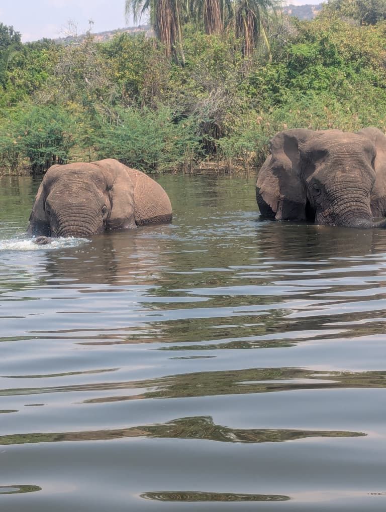 A small herd of elephants wading through Lake Ihema, with two adults partially submerged in the background.