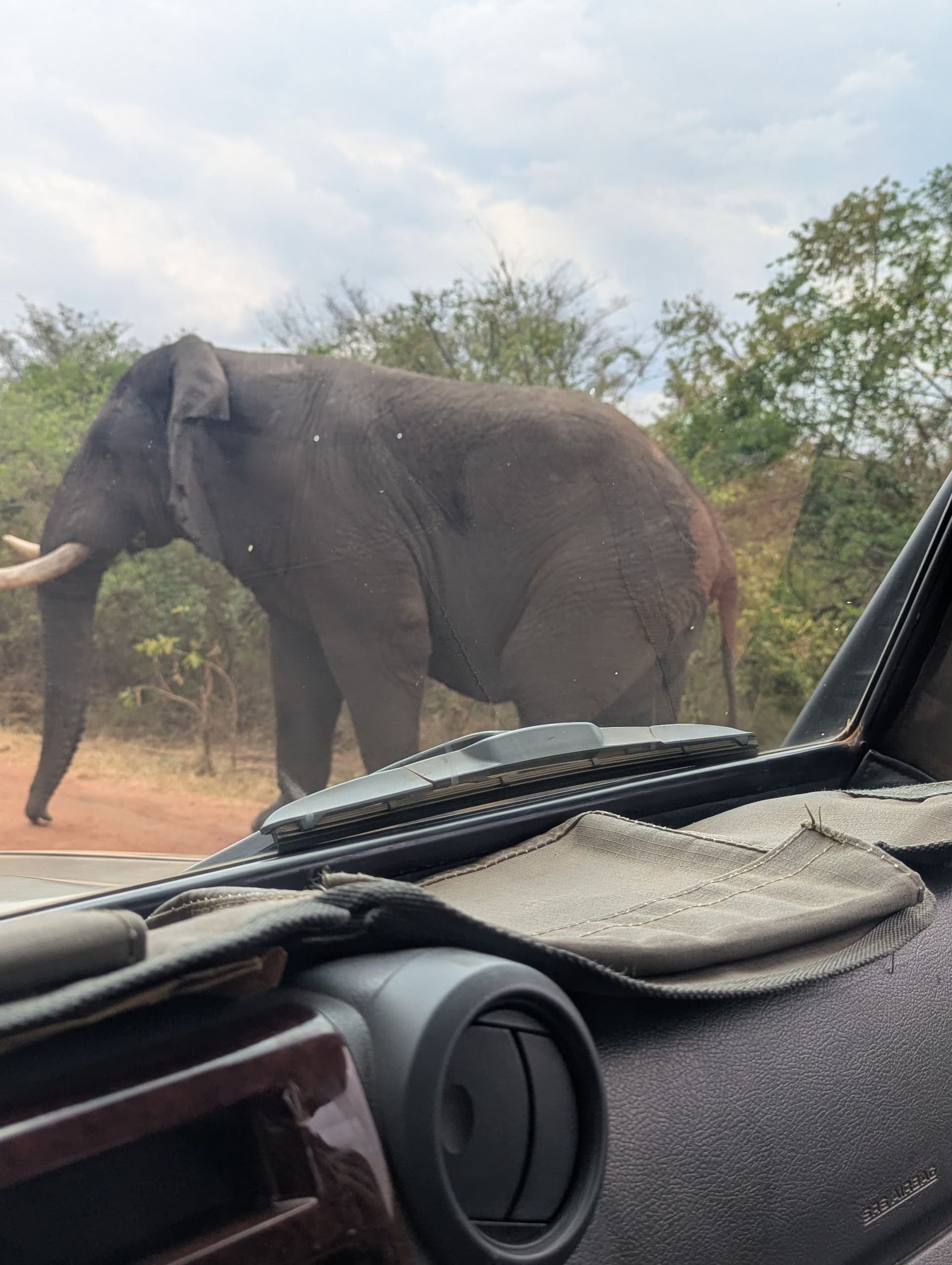 An elephant walking past the safari vehicle at close range, seen from the front passenger seat.