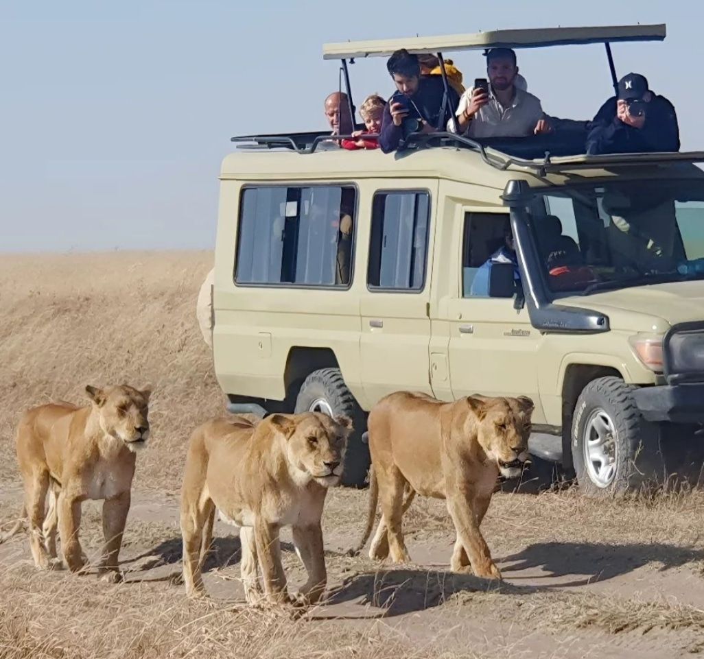 lions in akagera national park