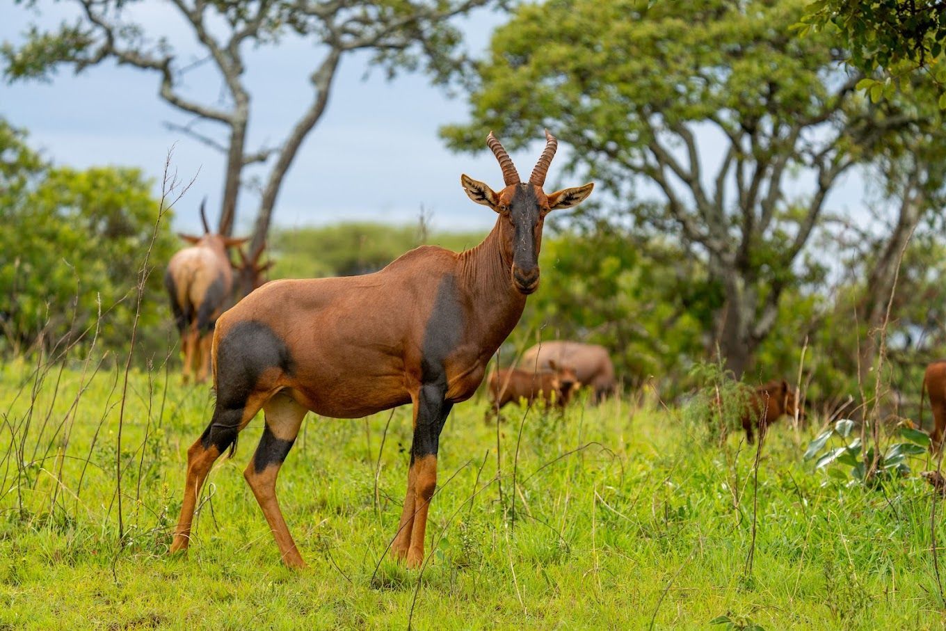 Antelope in Akagera