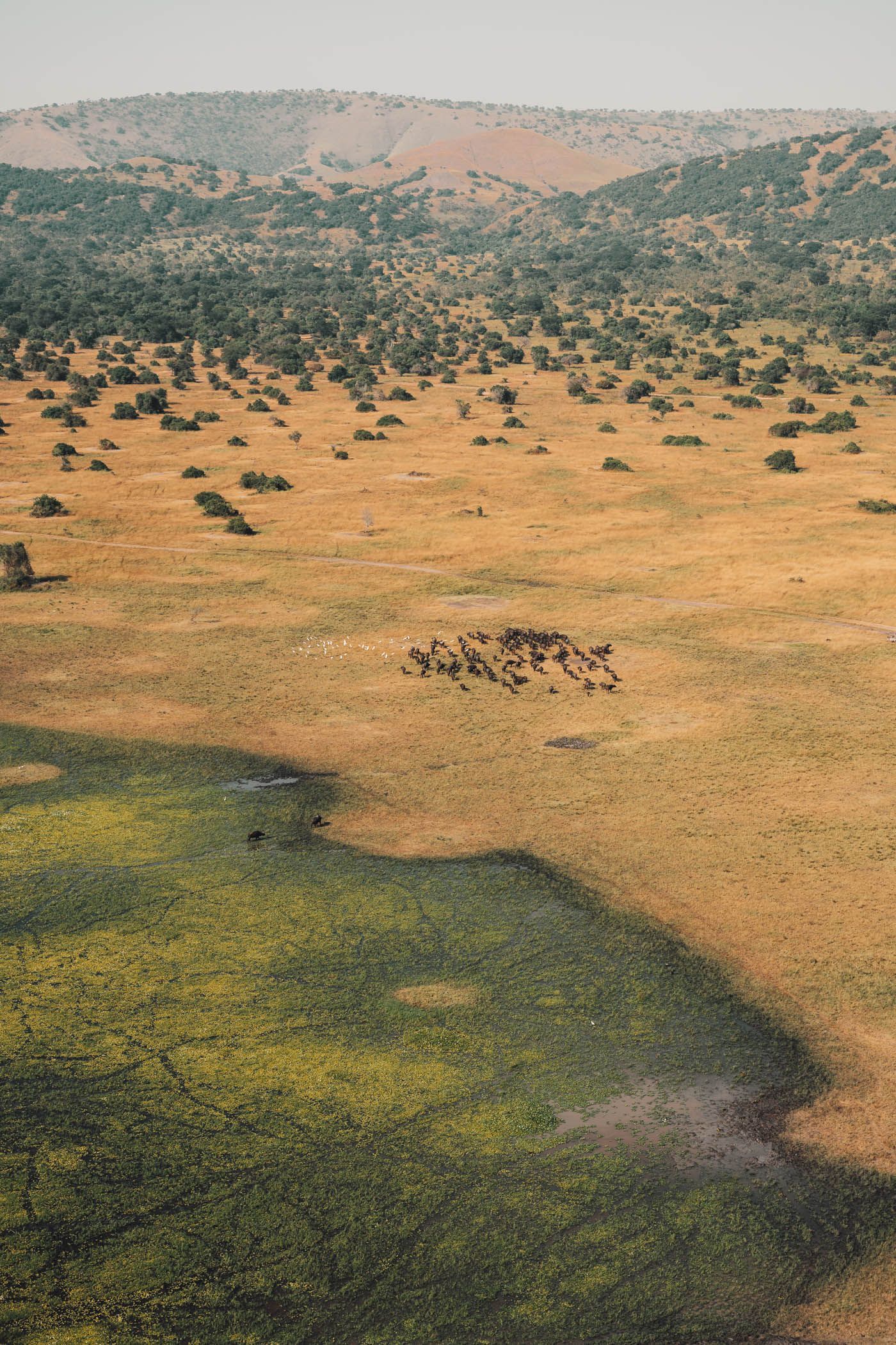 Northern plains of Akagera Northern plains of Akagera showing open savannah and wildlife visibility
