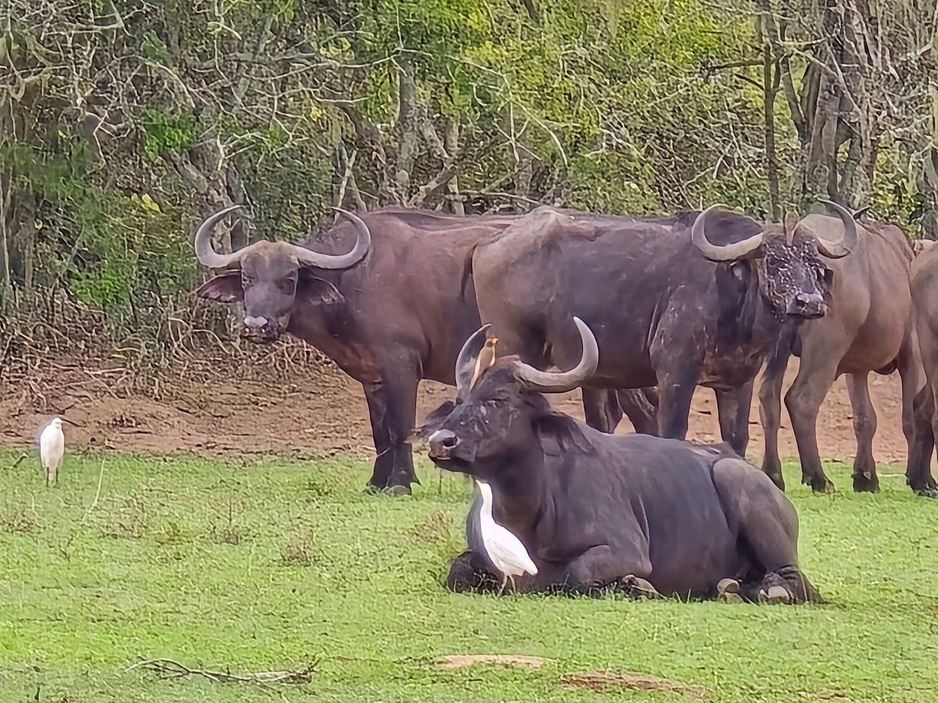 buffalos in akagera national park