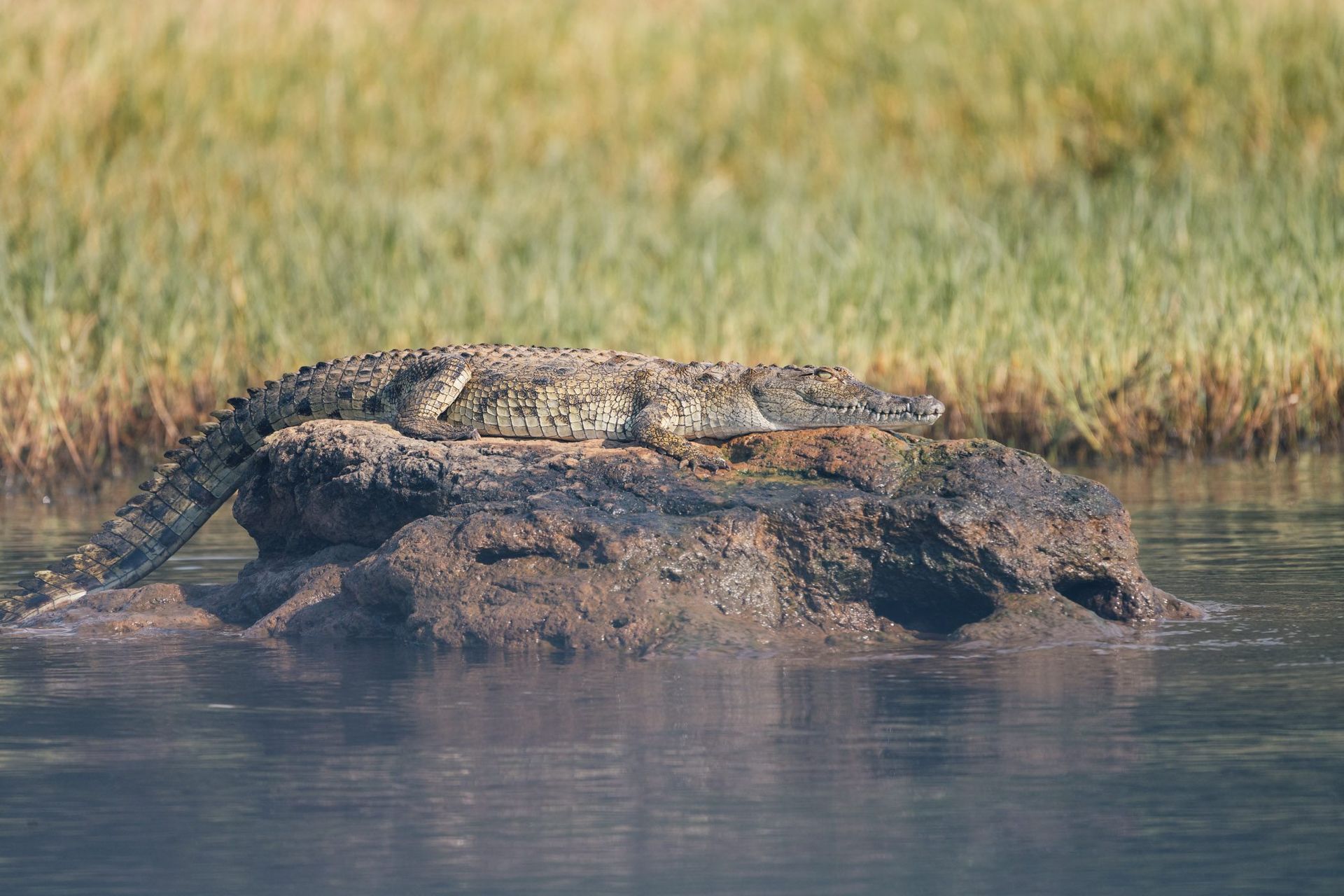 crocodile soaking in the sun perched on a rock on the shores of  lake Ihema