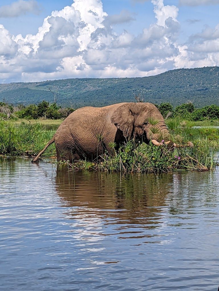 elephant in lake ihema akagera