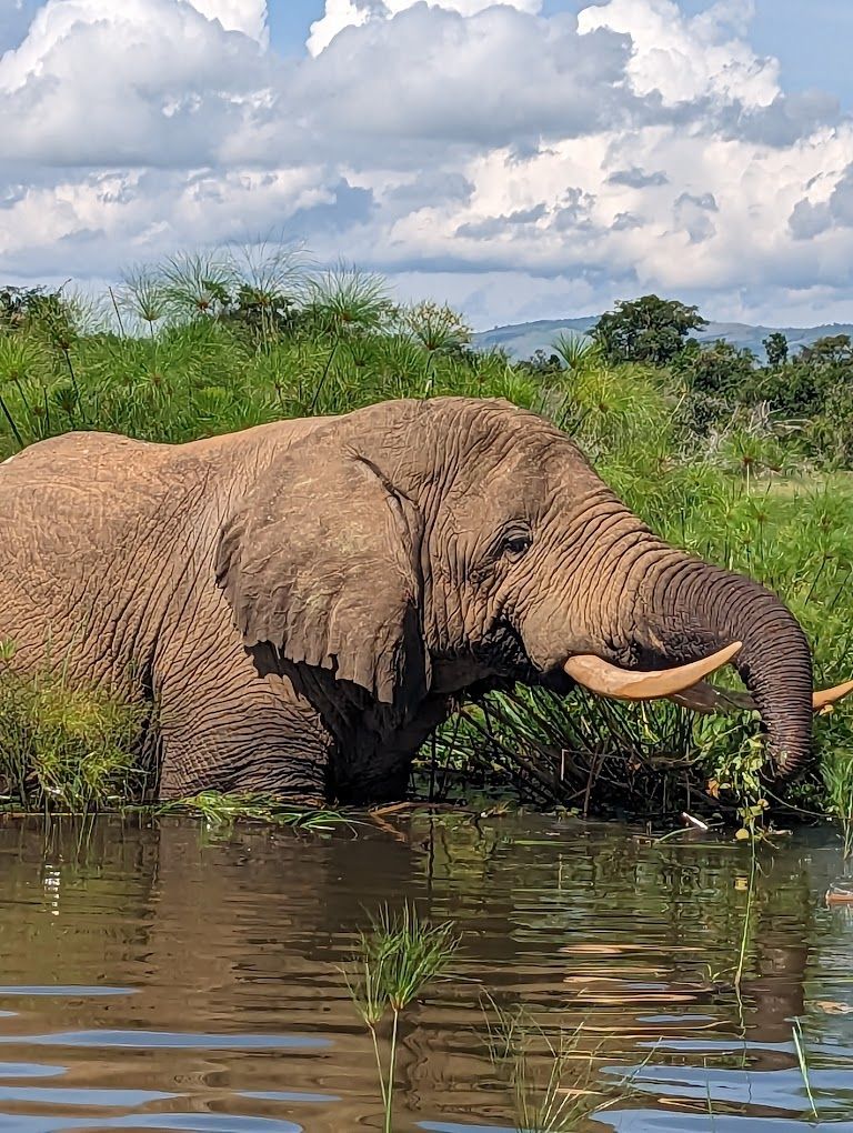 Elelphant in lake ihema