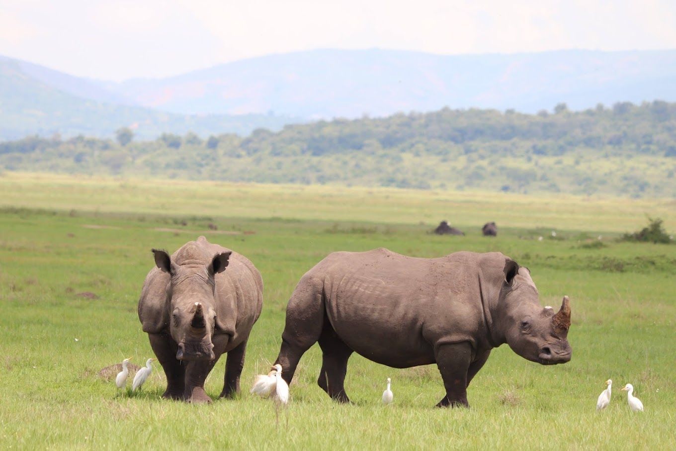 birds grazing with rhinos akagera