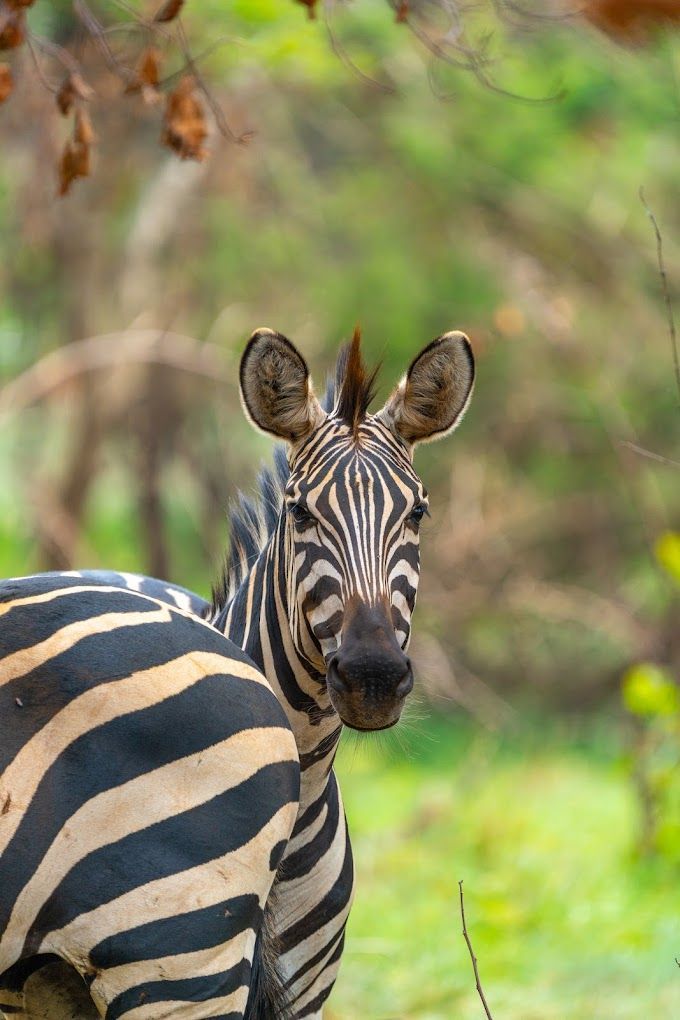 beautiful zebra akagera national park