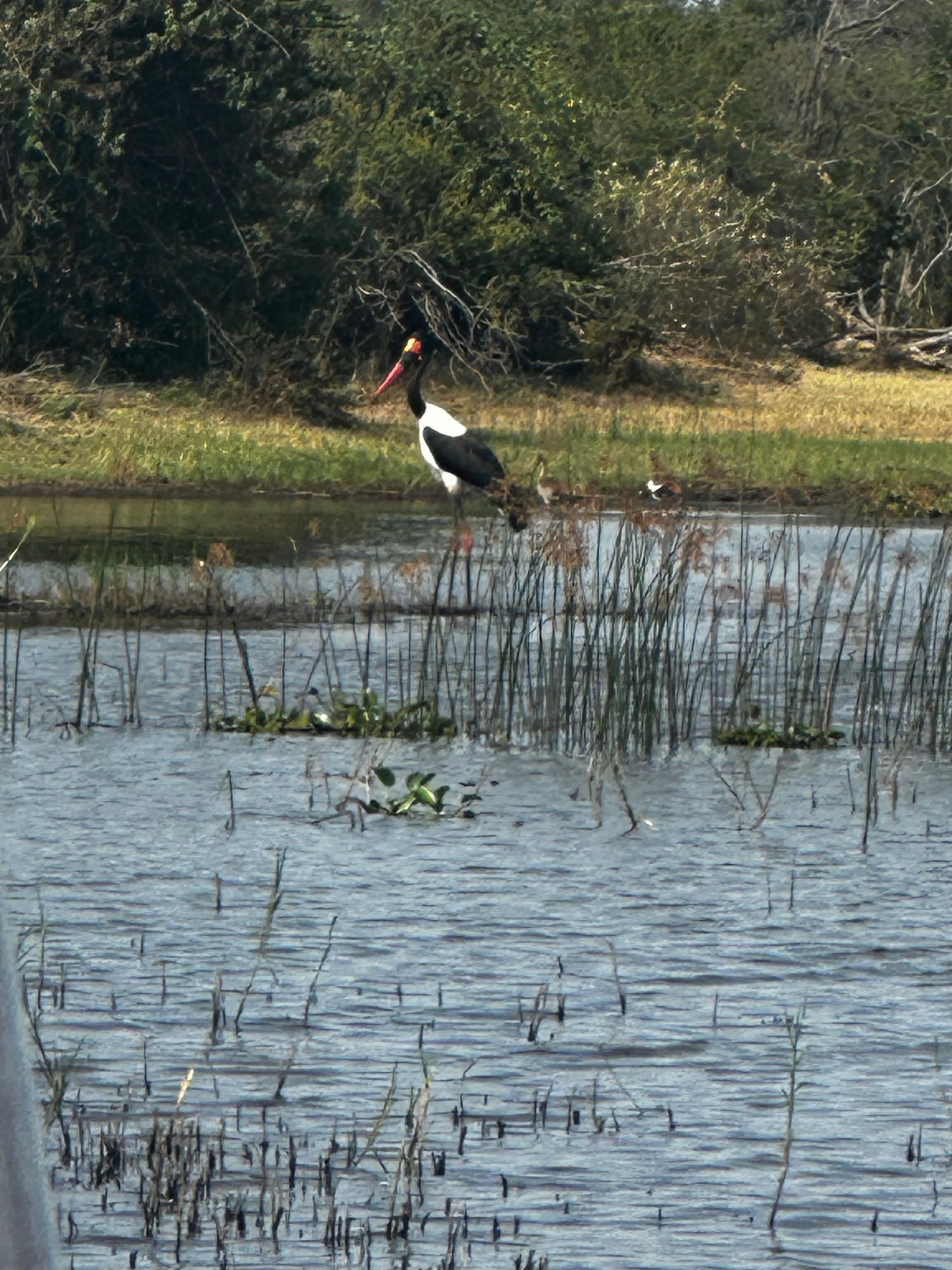 A saddle-billed stork standing in shallow water among the reeds