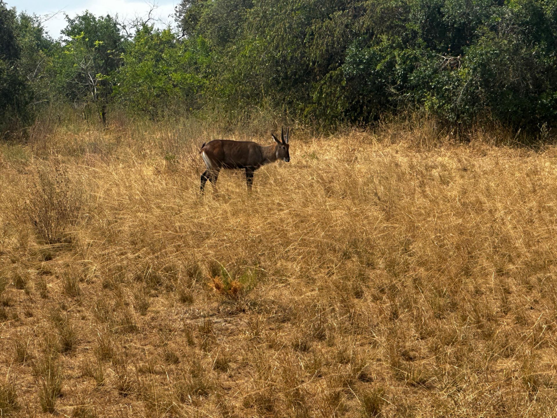 A bushbuck standing alone in dry grassland