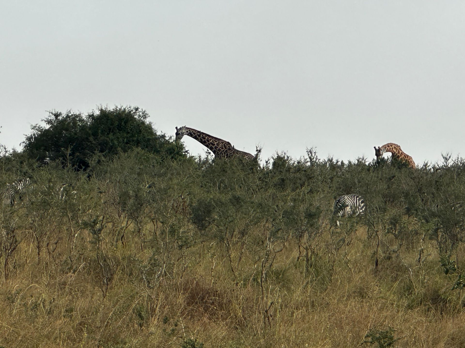 Giraffes and a zebra grazing in mohana hillside among shrubs
