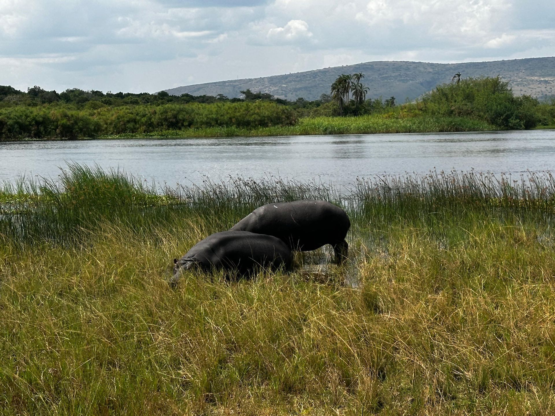 Two hippos resting at the water's edge with hills in the background