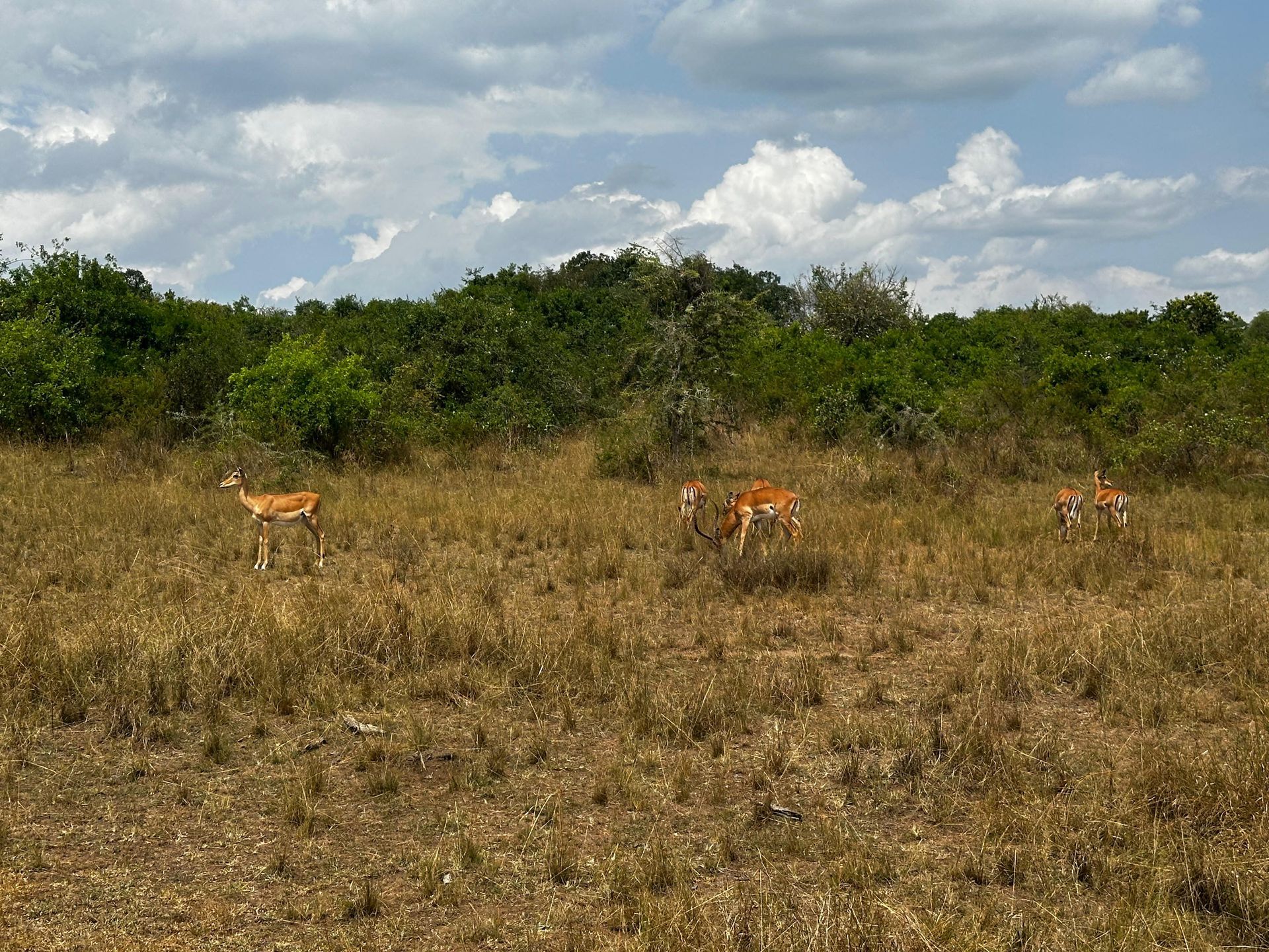 Impala grazing in the grass near the treeline
