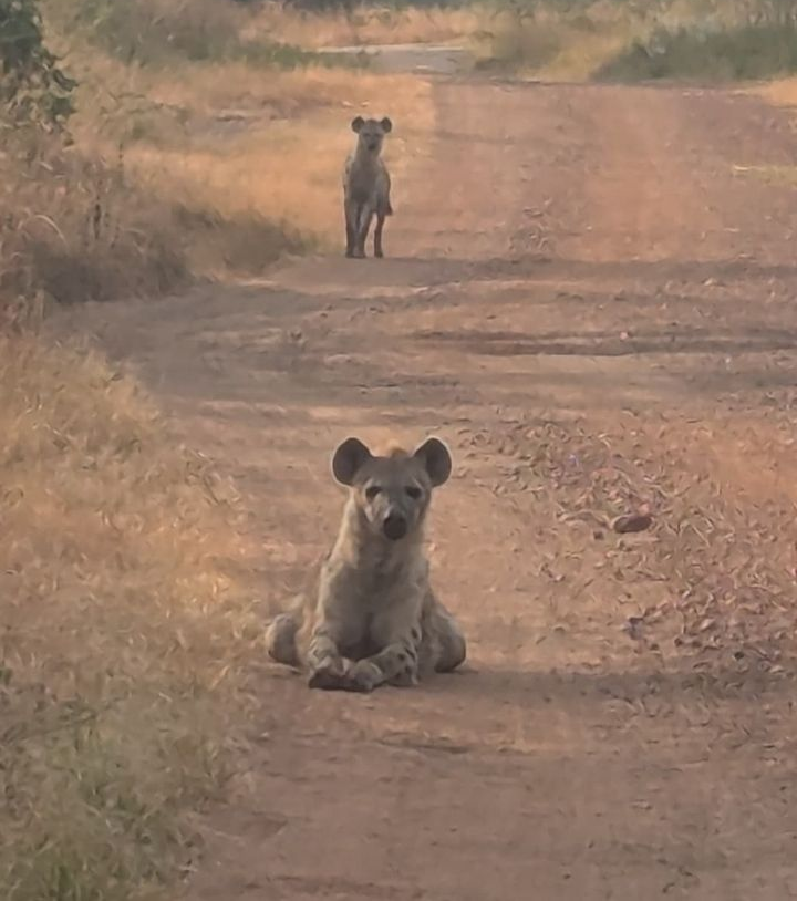a rare sighting in akagera two spotted hyenas on a dirt road