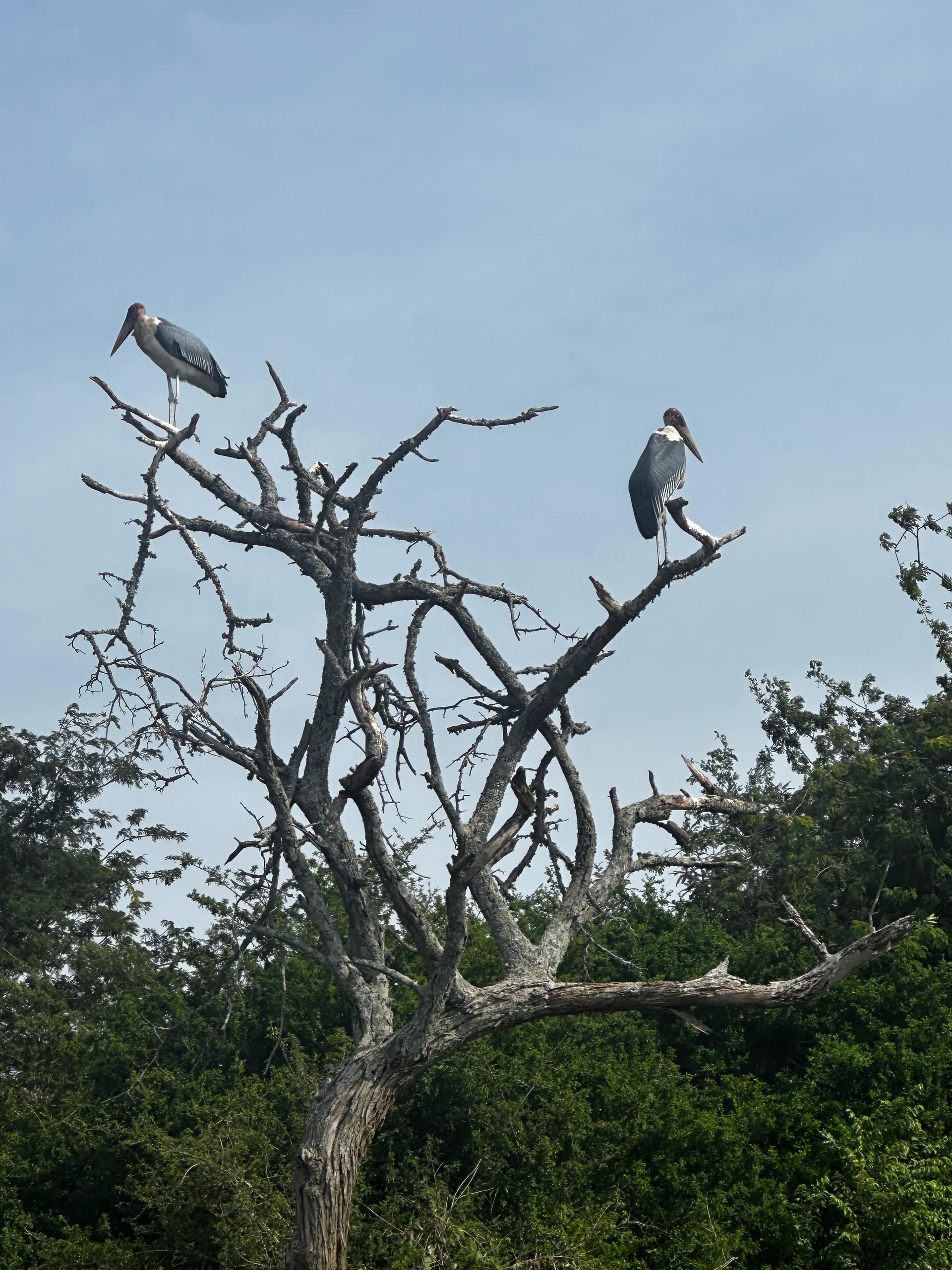 Two marabou storks perched on a dead tree branch above the lake