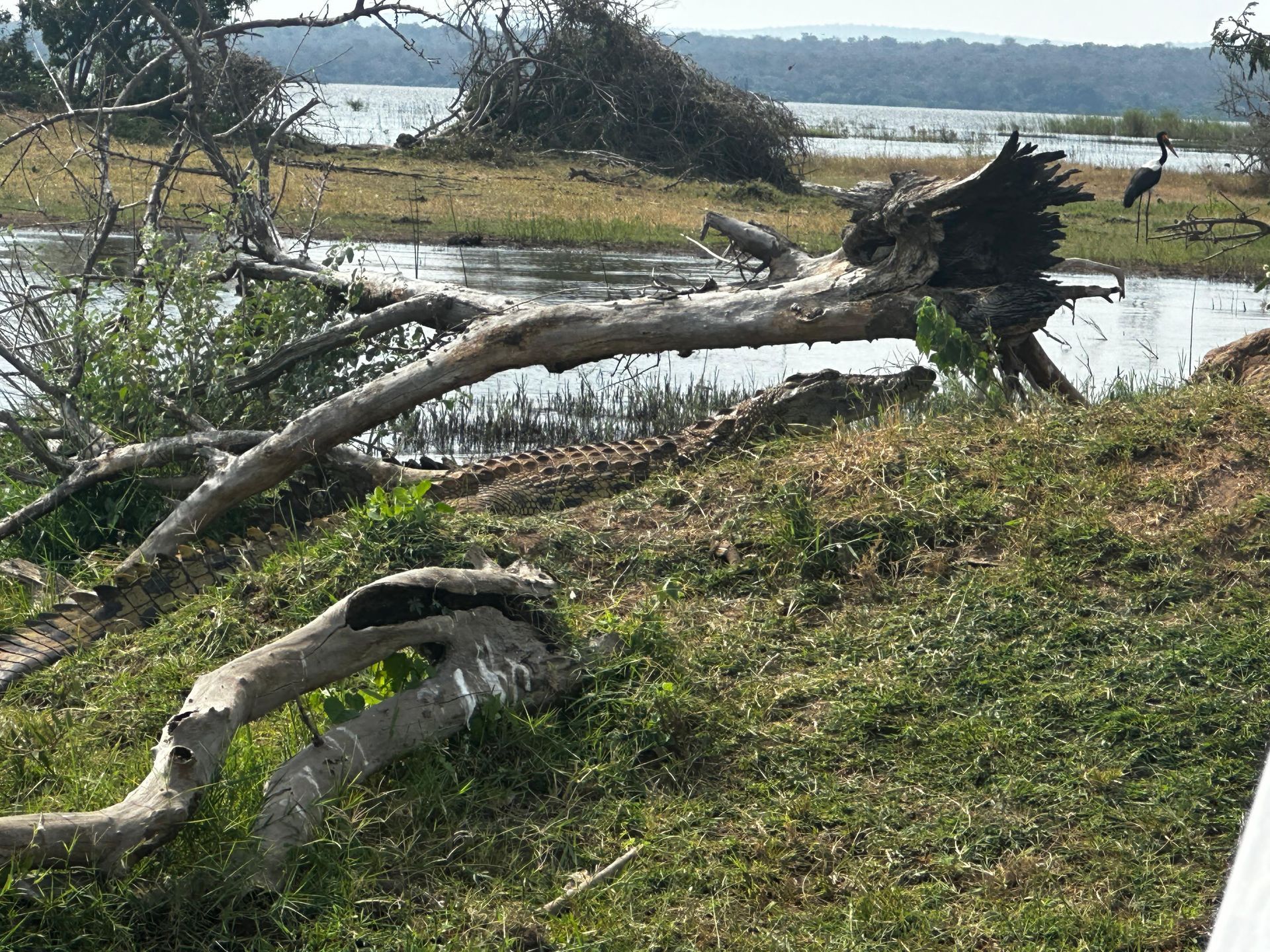 A Nile crocodile resting on a fallen tree branch over the water