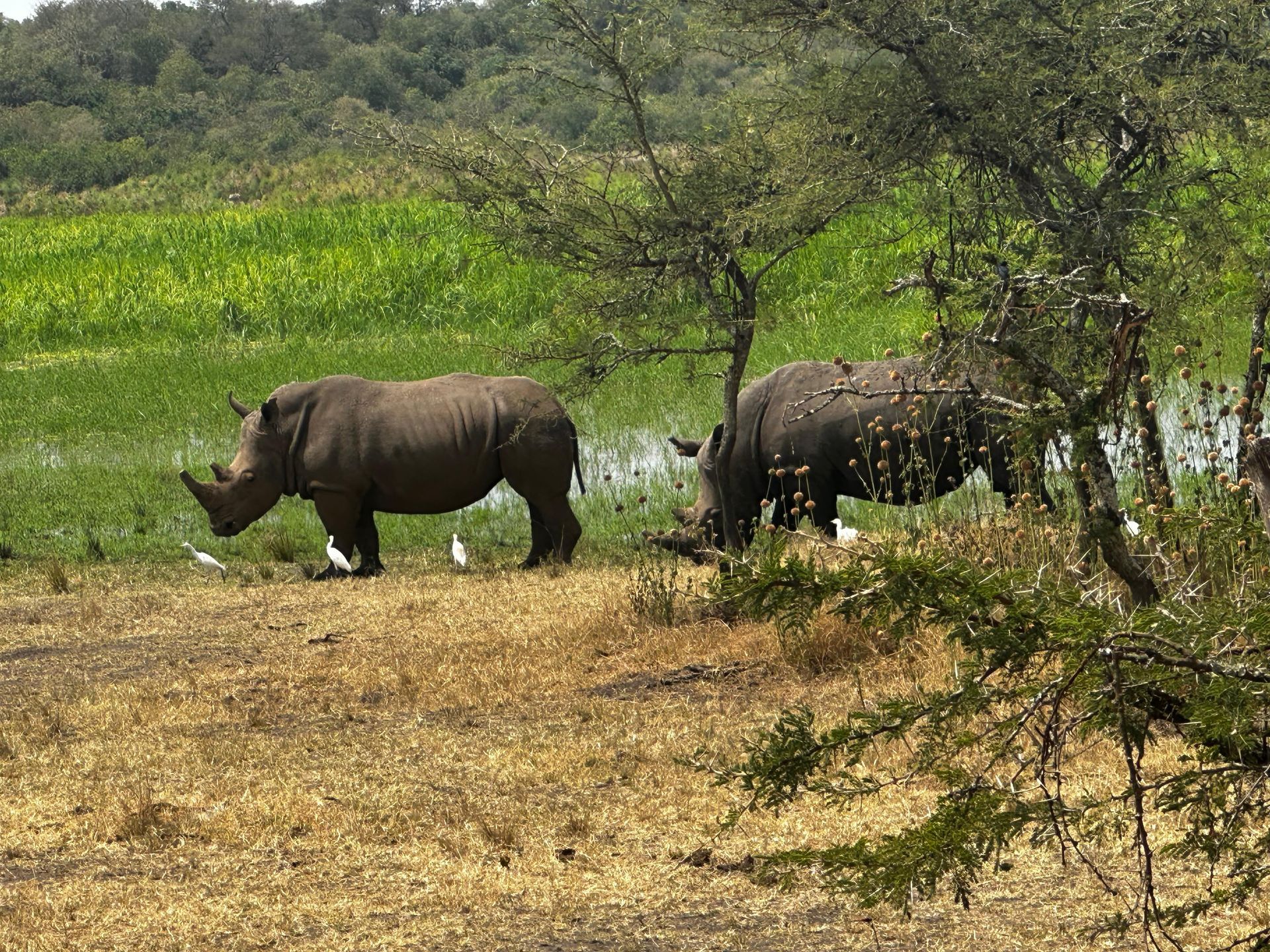 Two white rhinos grazing together near the lake