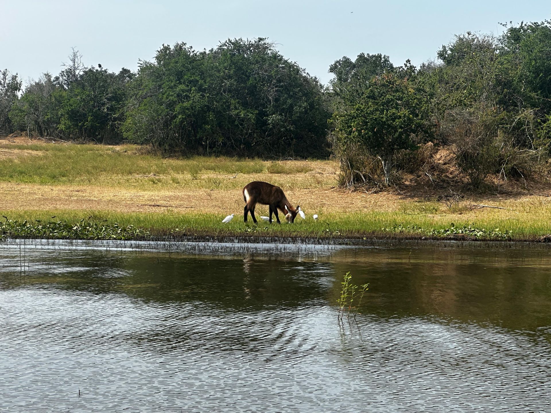 A waterbuck grazing beside the water with egrets nearby