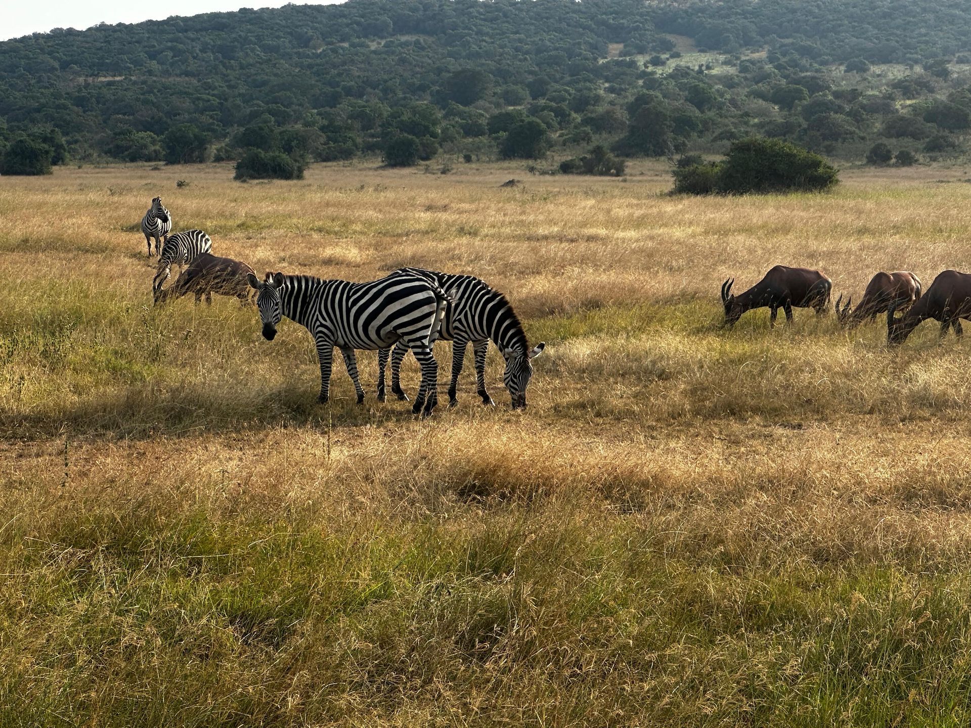 A small herd of zebra grazing alongside an antelope