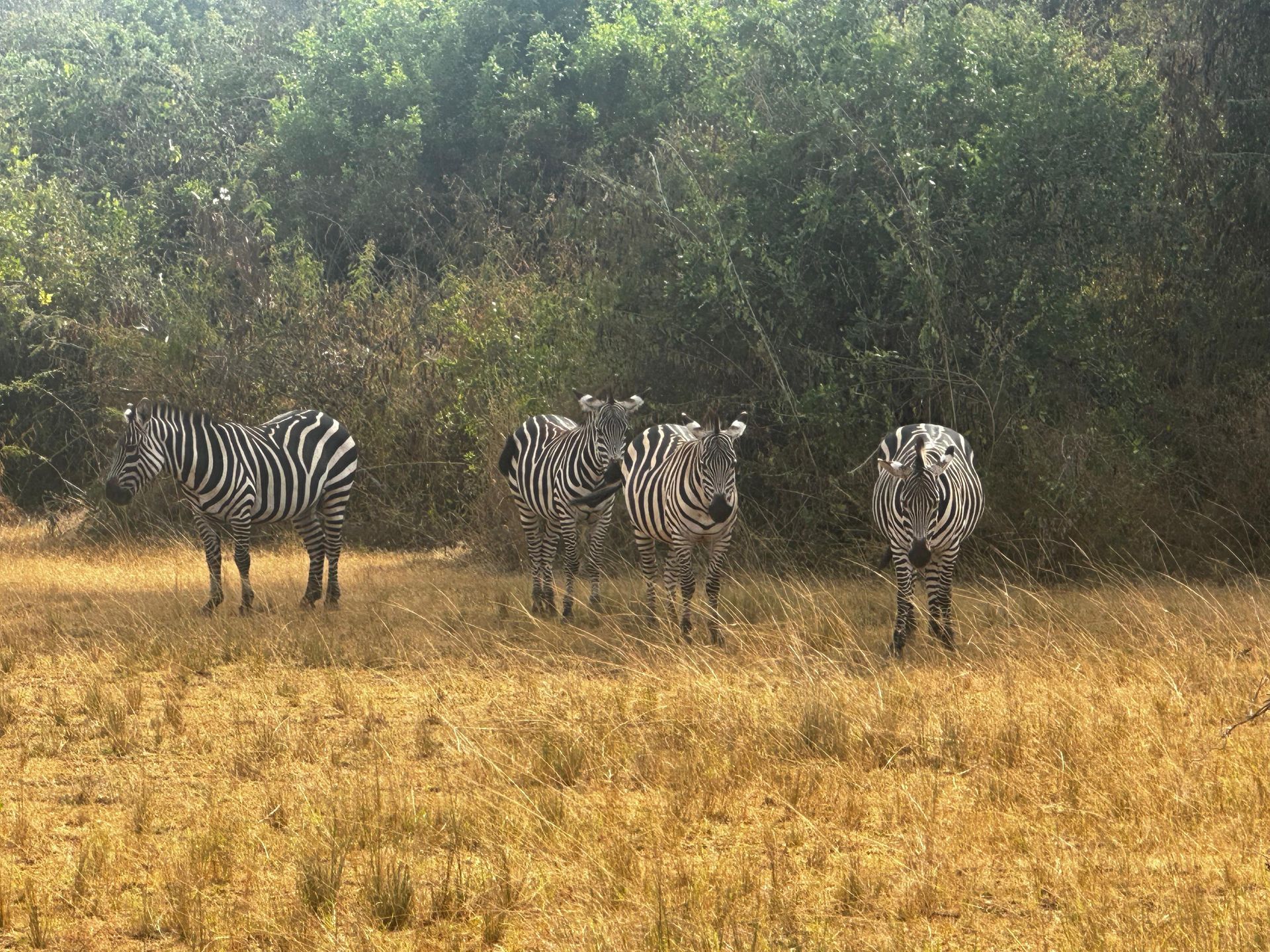 A group of zebra facing the camera in dry Kilala grassland