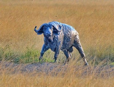 Cape buffalo bull charging out of wetland mud Lake Ihema Akagera National Park Rwanda