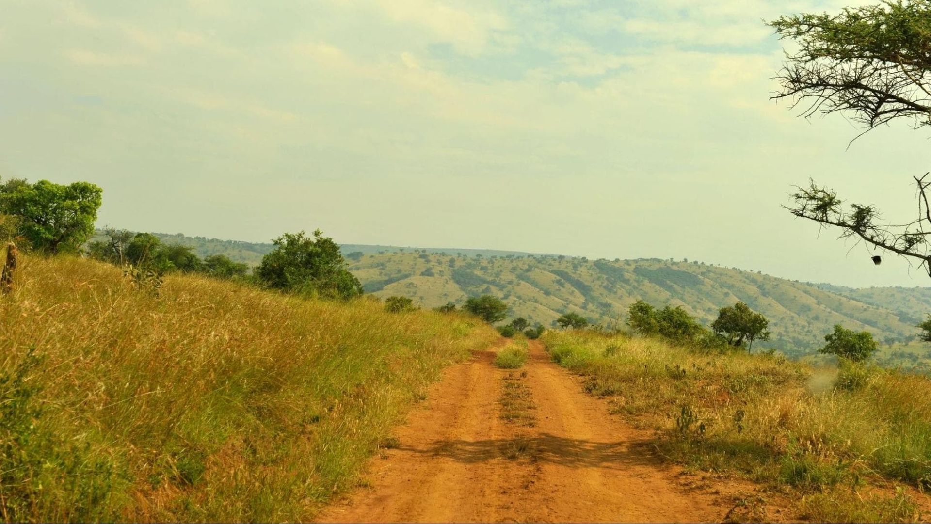 Dirt road through Akagera with no animals as a consequence of uninformed booking