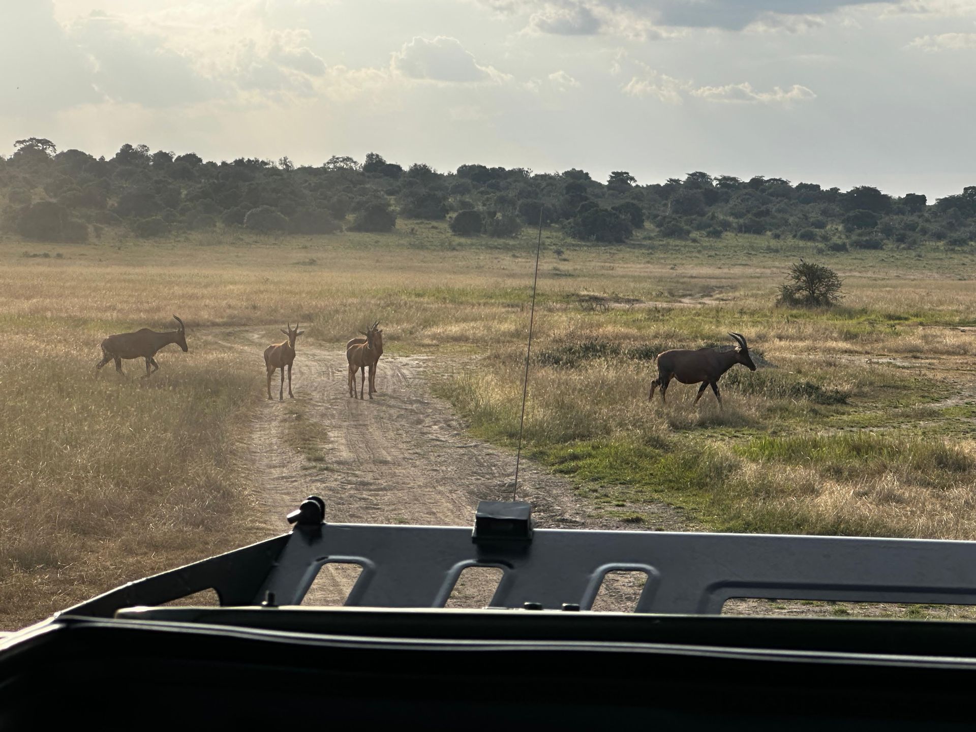 Topi antelope standing on the safari track ahead of the vehicle