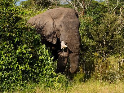 African elephant bull pushing through thick bush woodland Akagera National Park Rwanda
